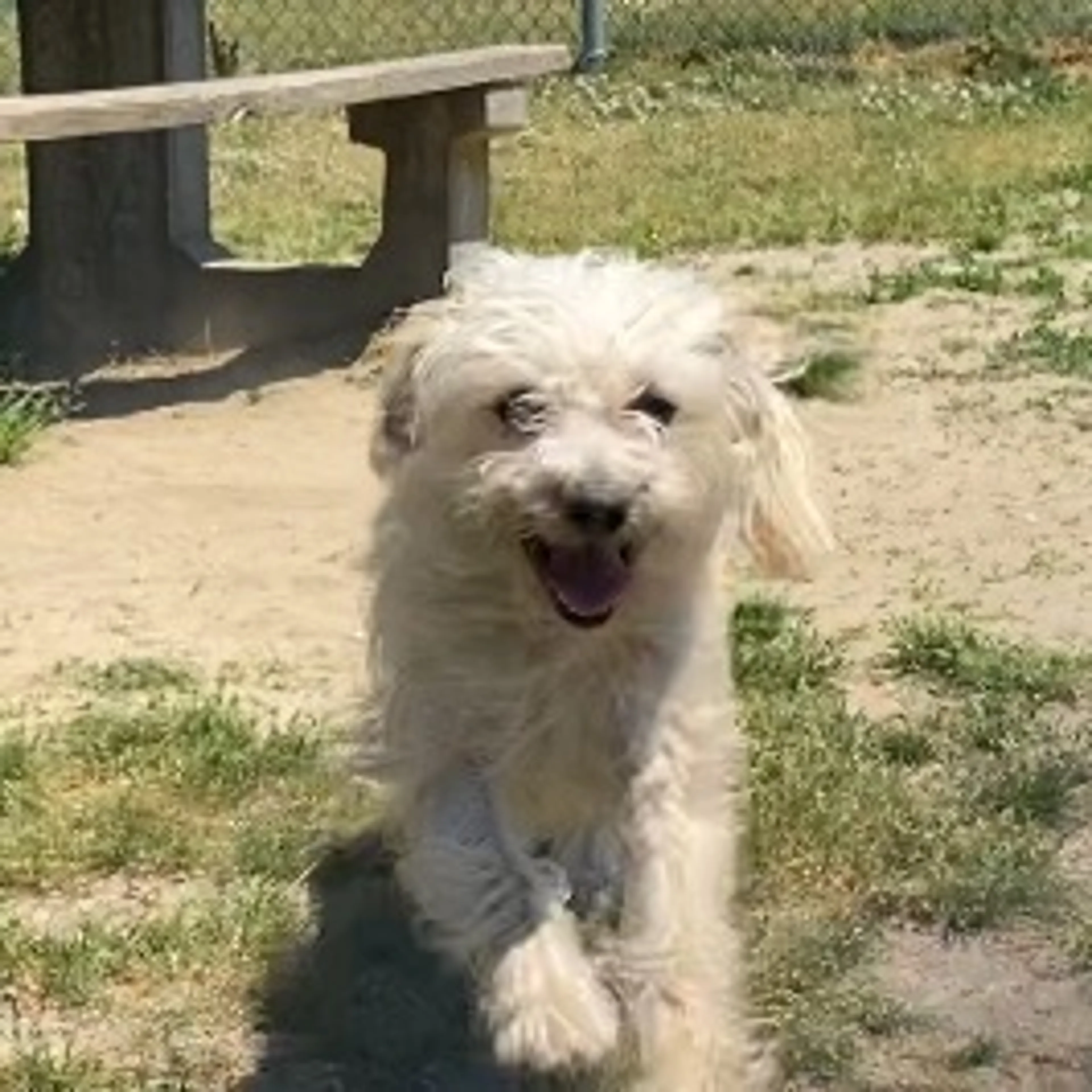 Found pet-2