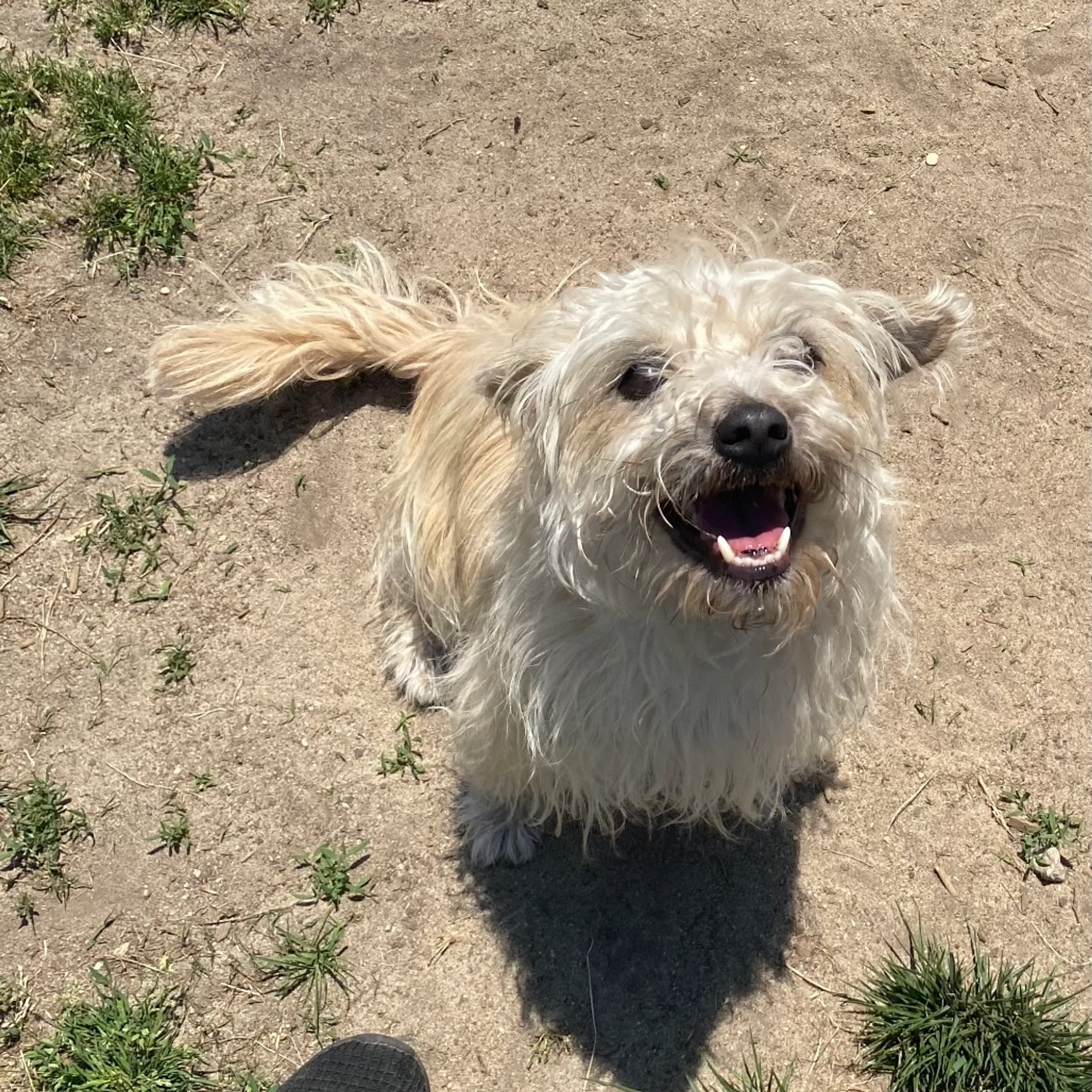 Found pet-0
