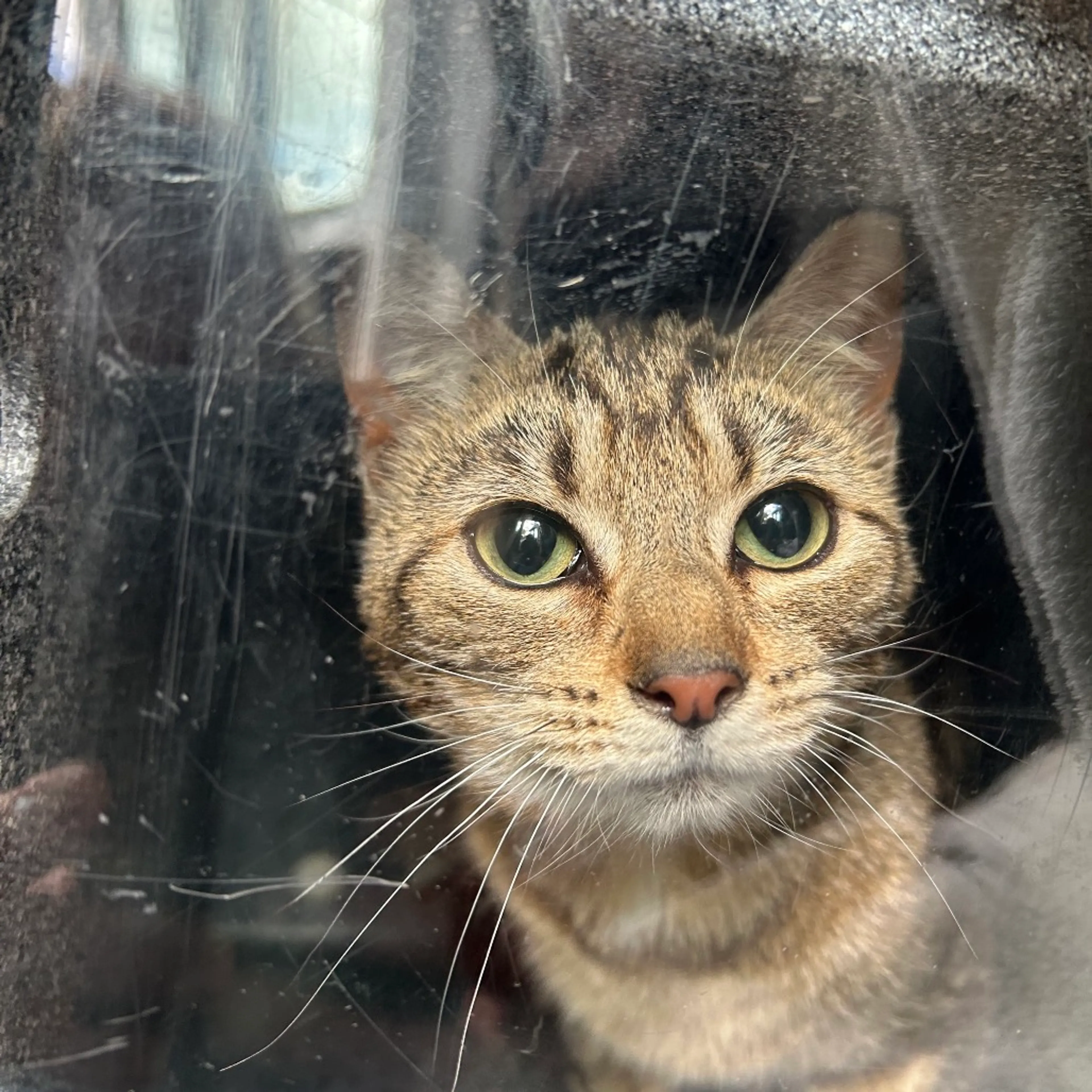 Found pet