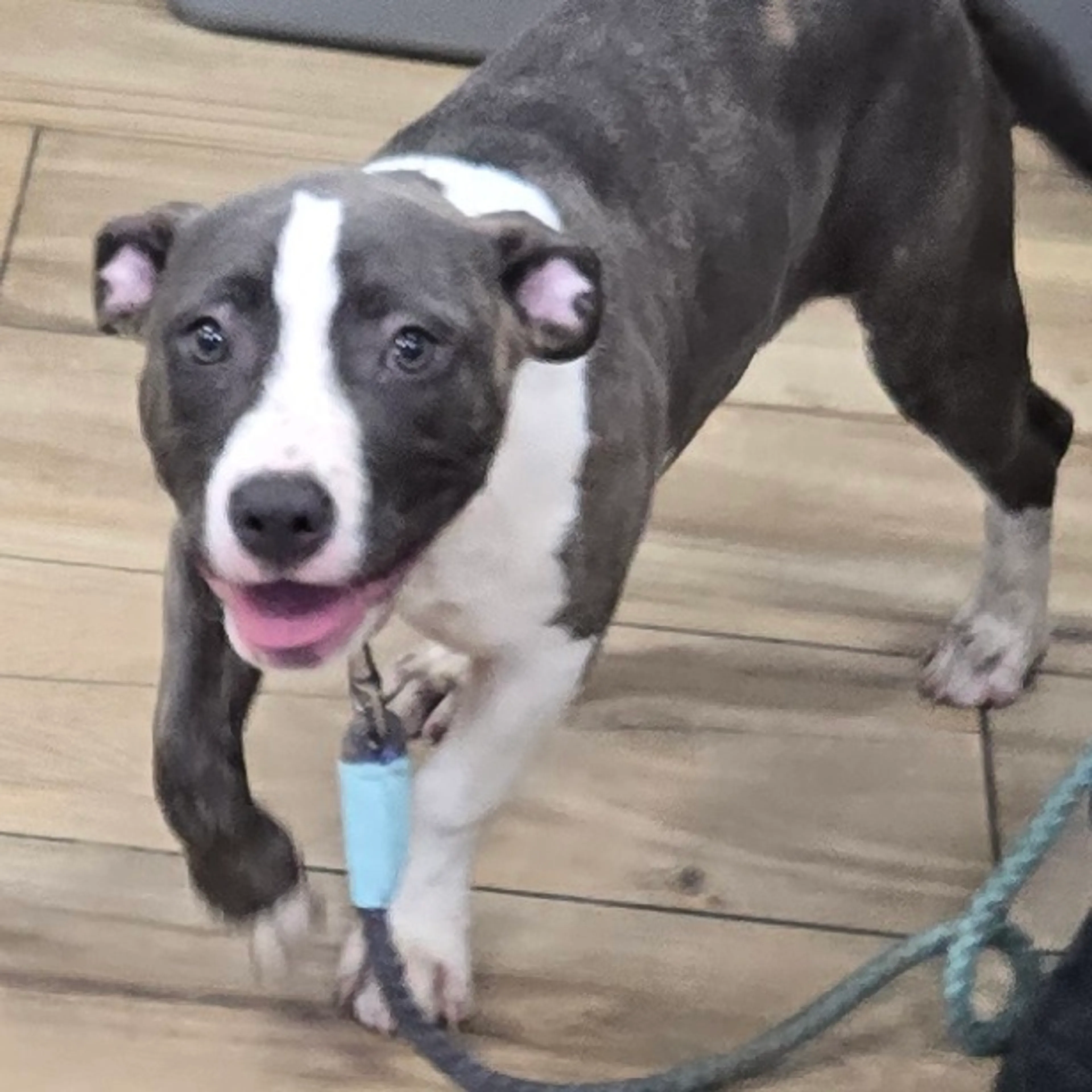 Found pet-2