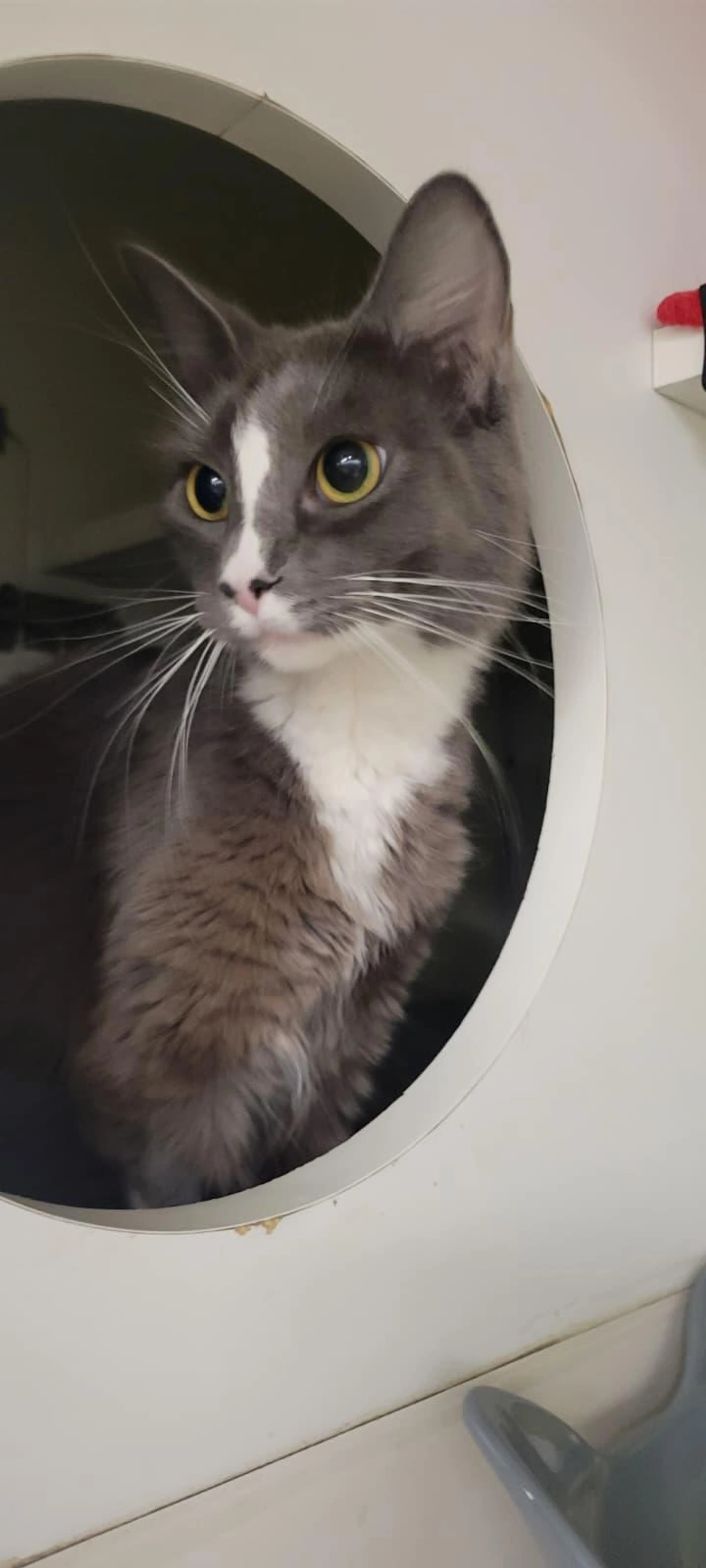 Found pet-0