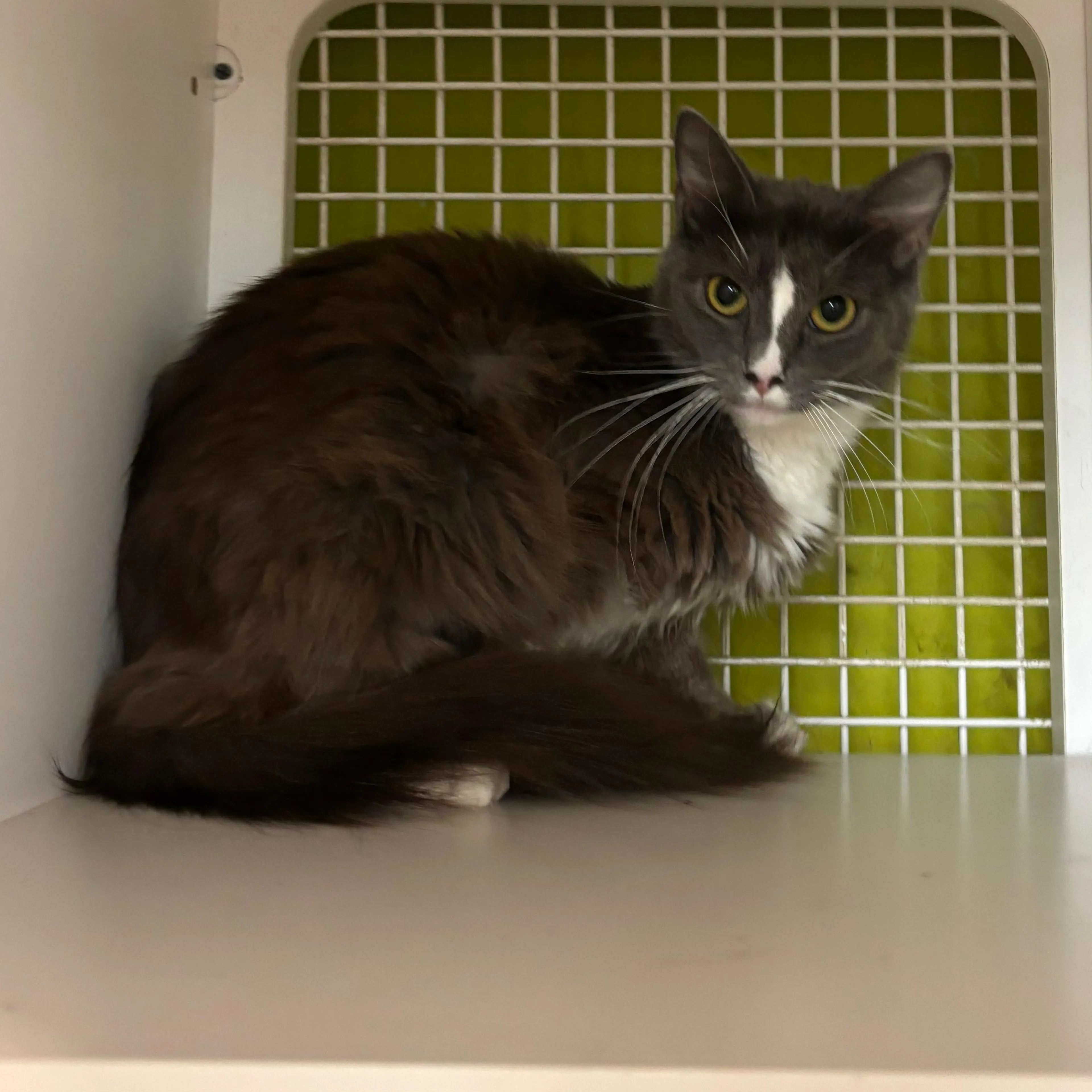 Found pet-2