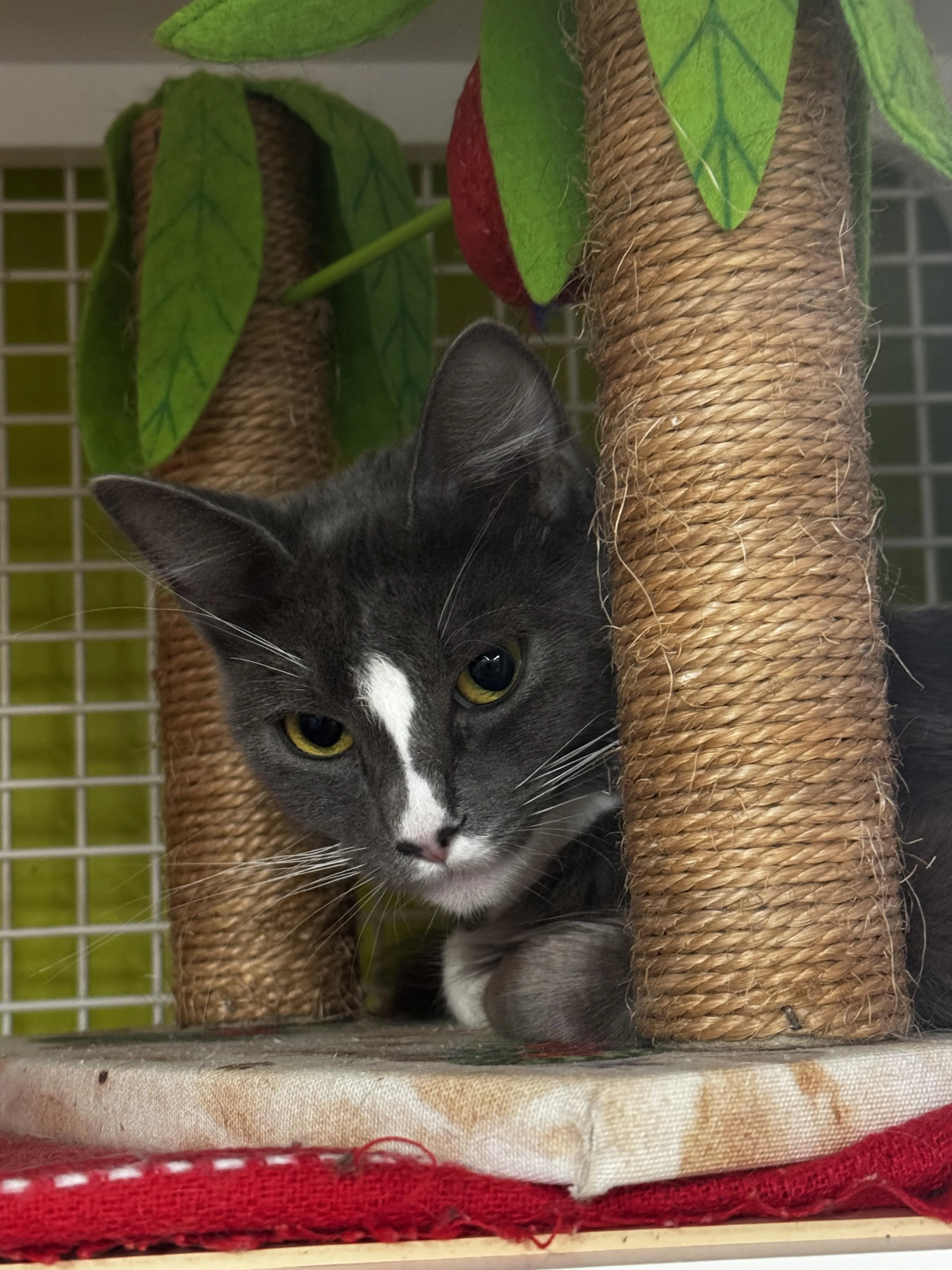 Found pet-1