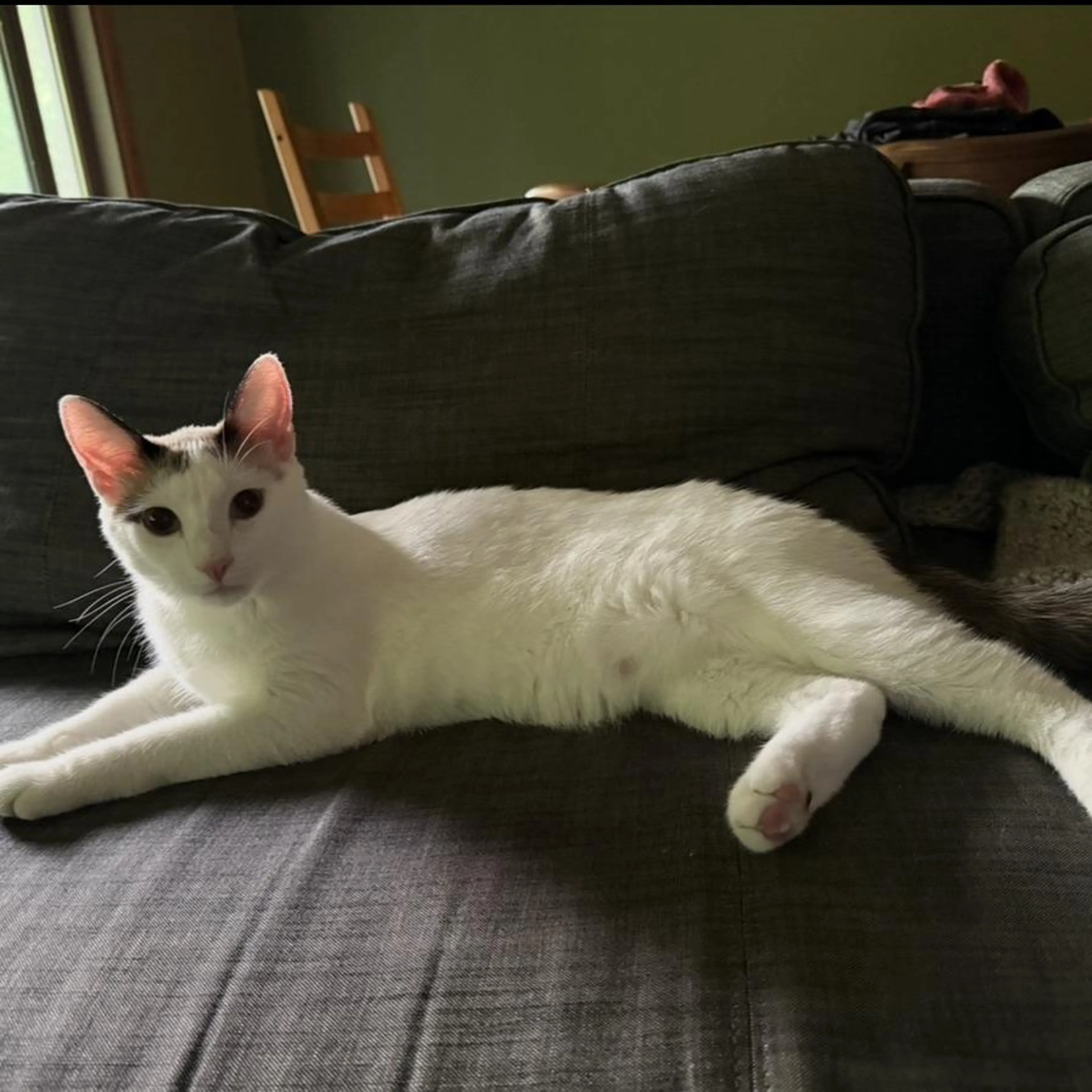 Found pet-0