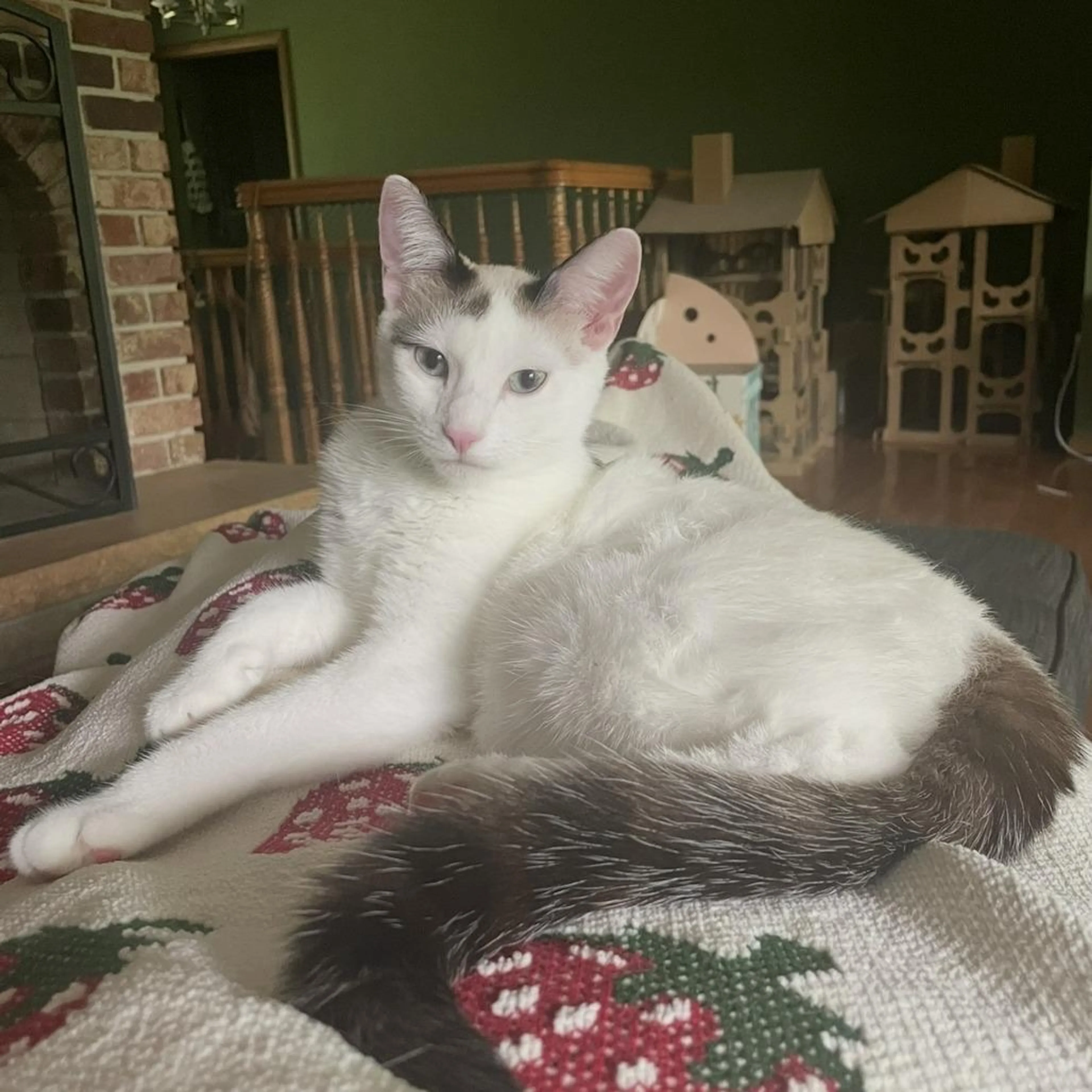 Found pet-1