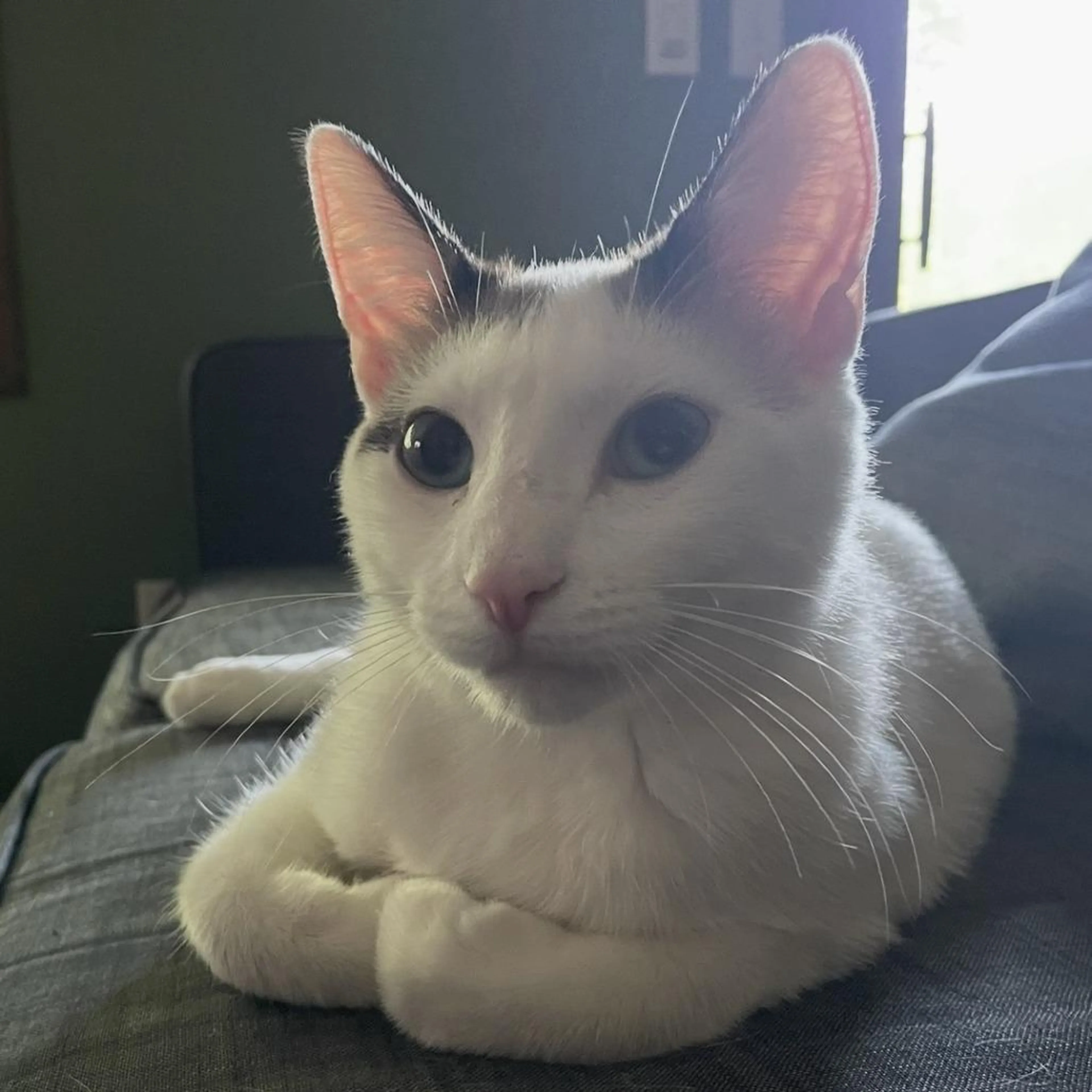Found pet-2