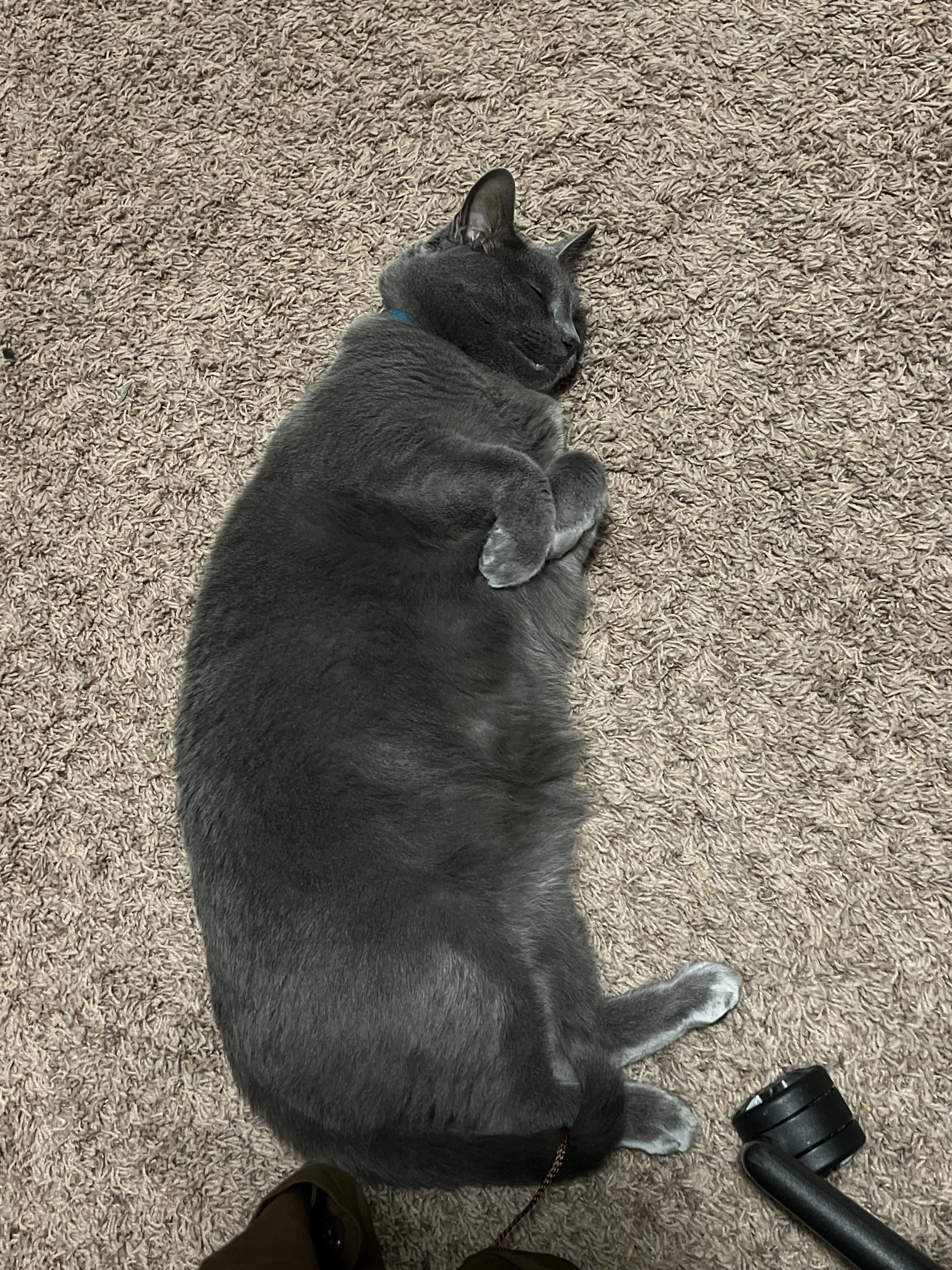 Lost pet-2
