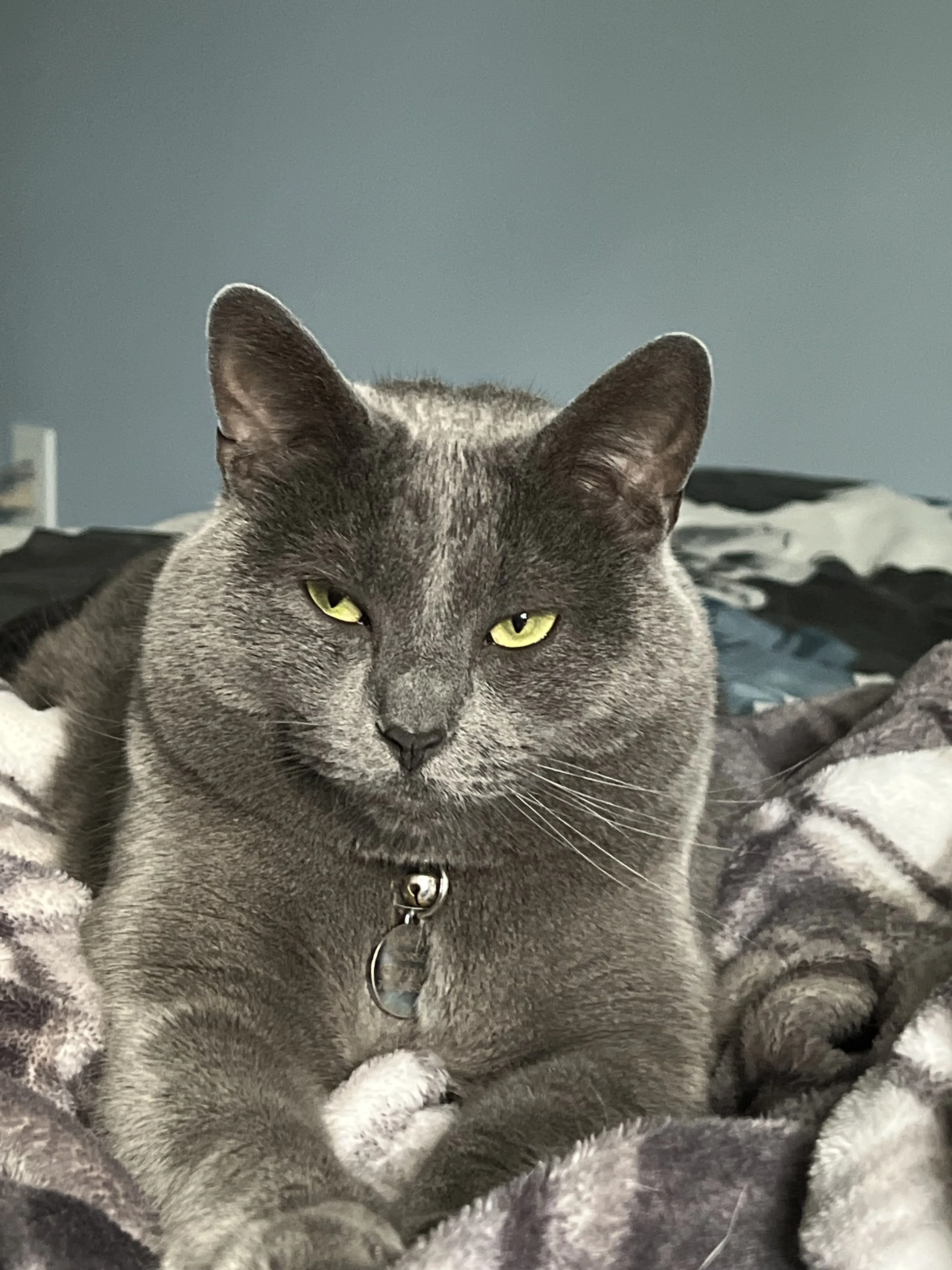 Lost pet-1