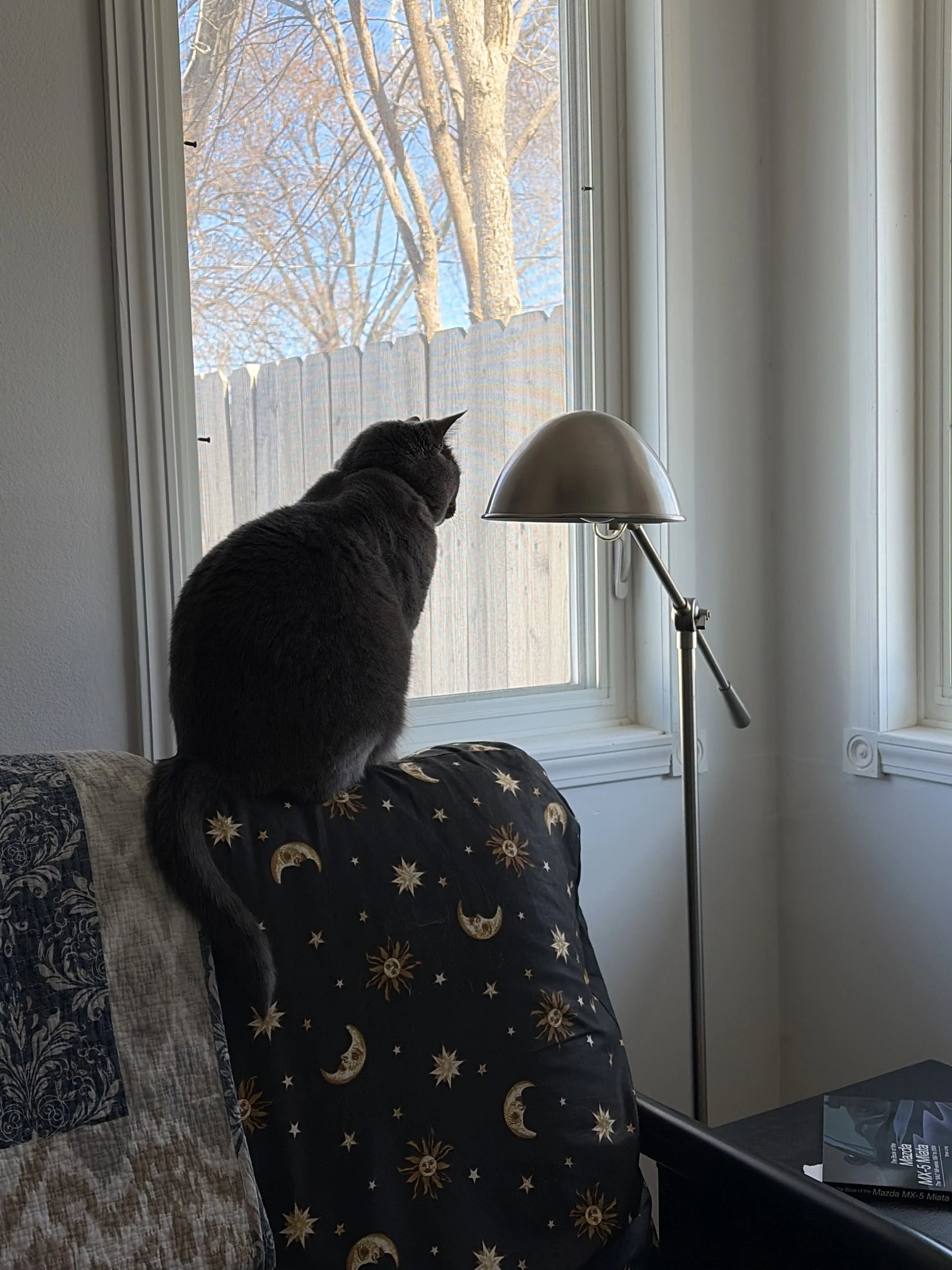 Lost pet-0