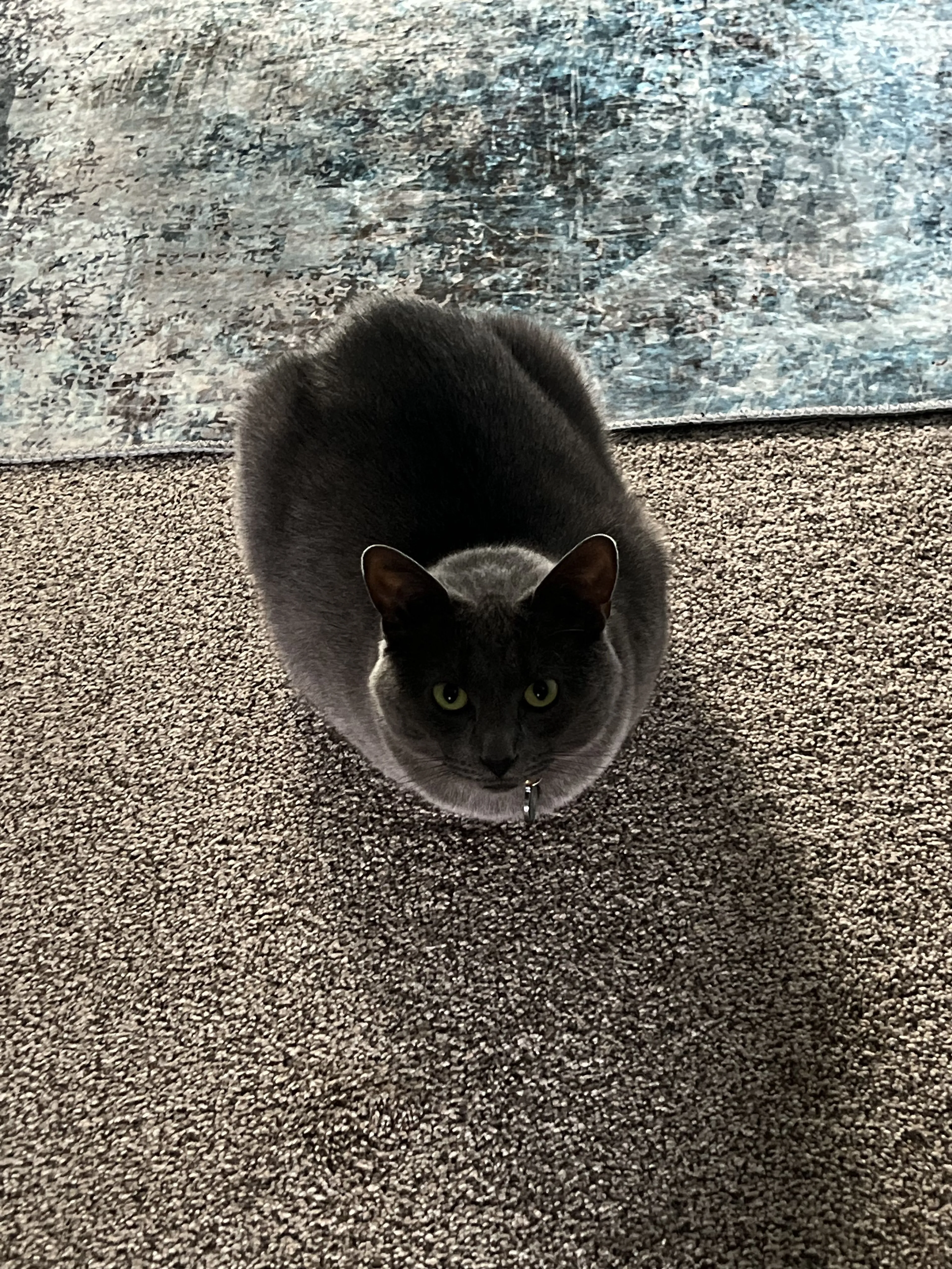 Lost pet-3