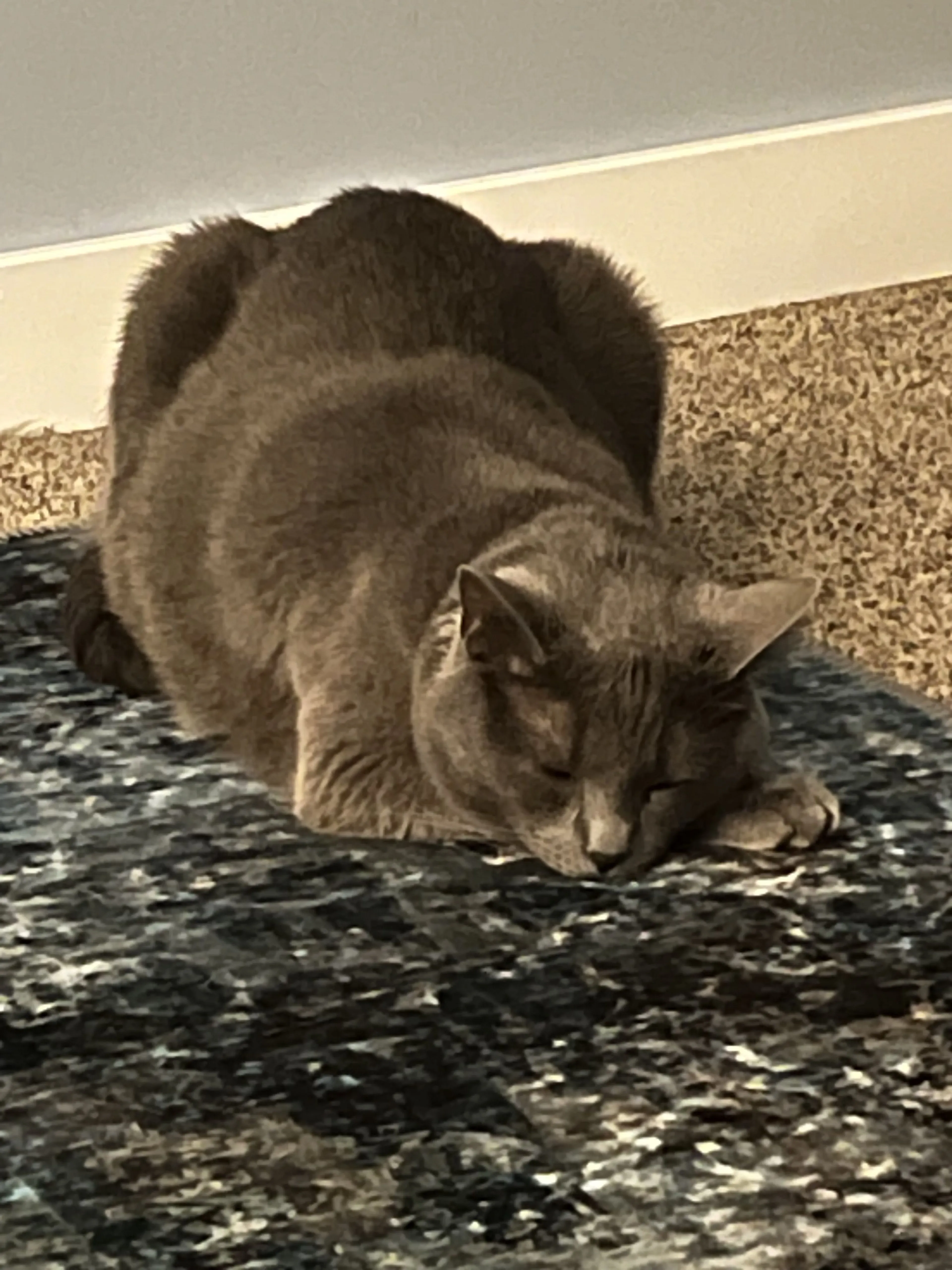 Lost pet-4
