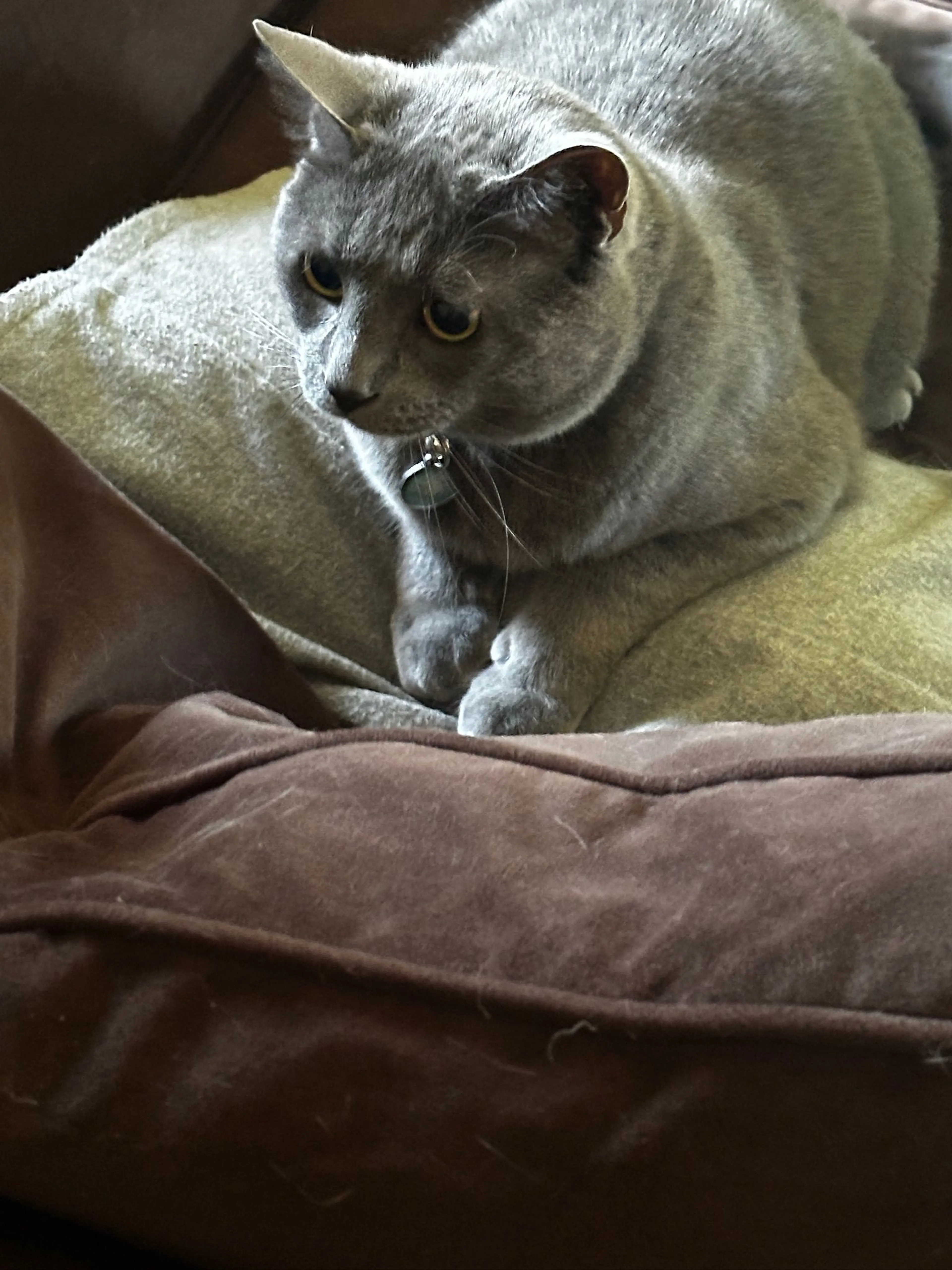 Lost pet-1