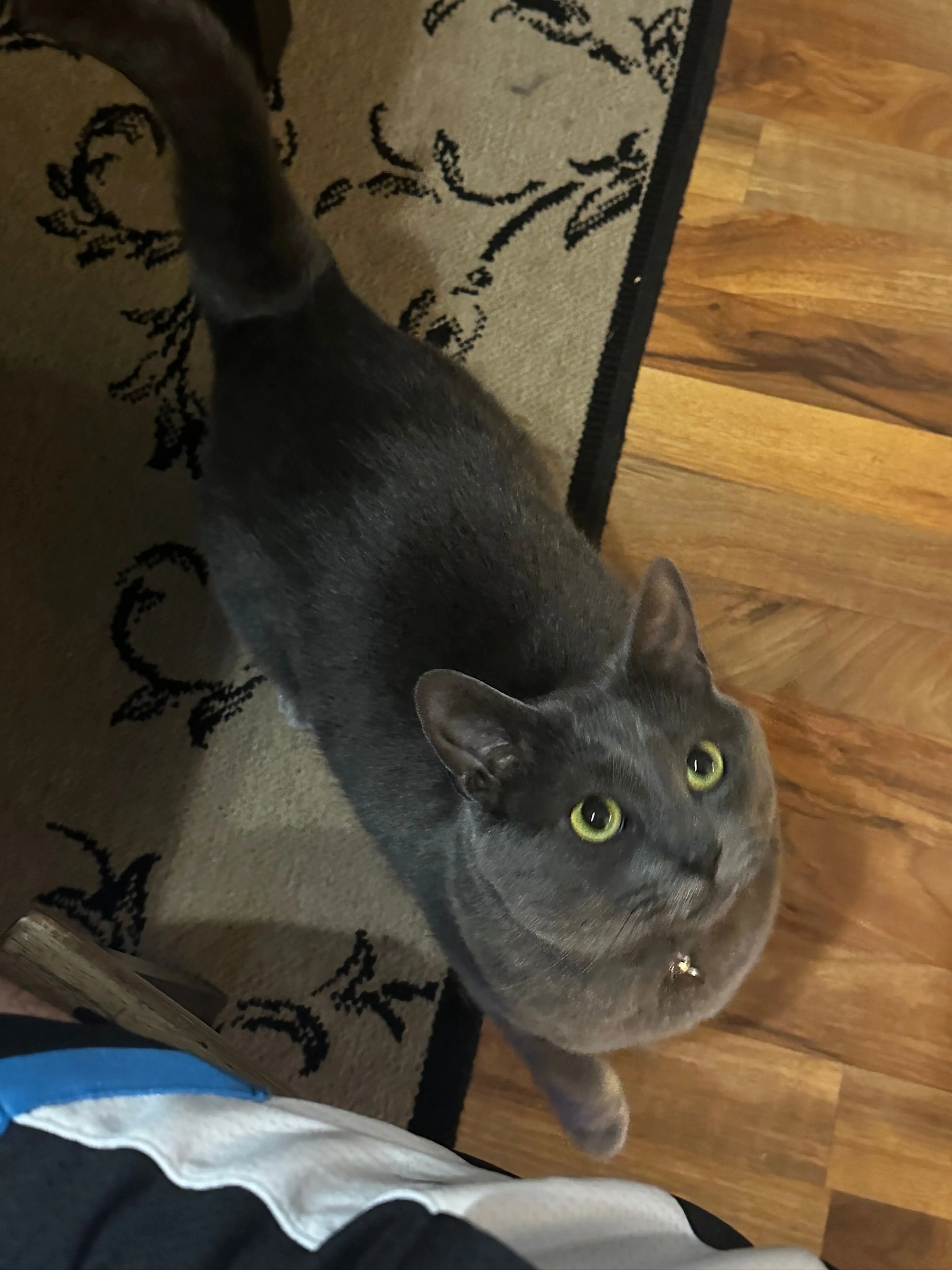 Lost pet-0
