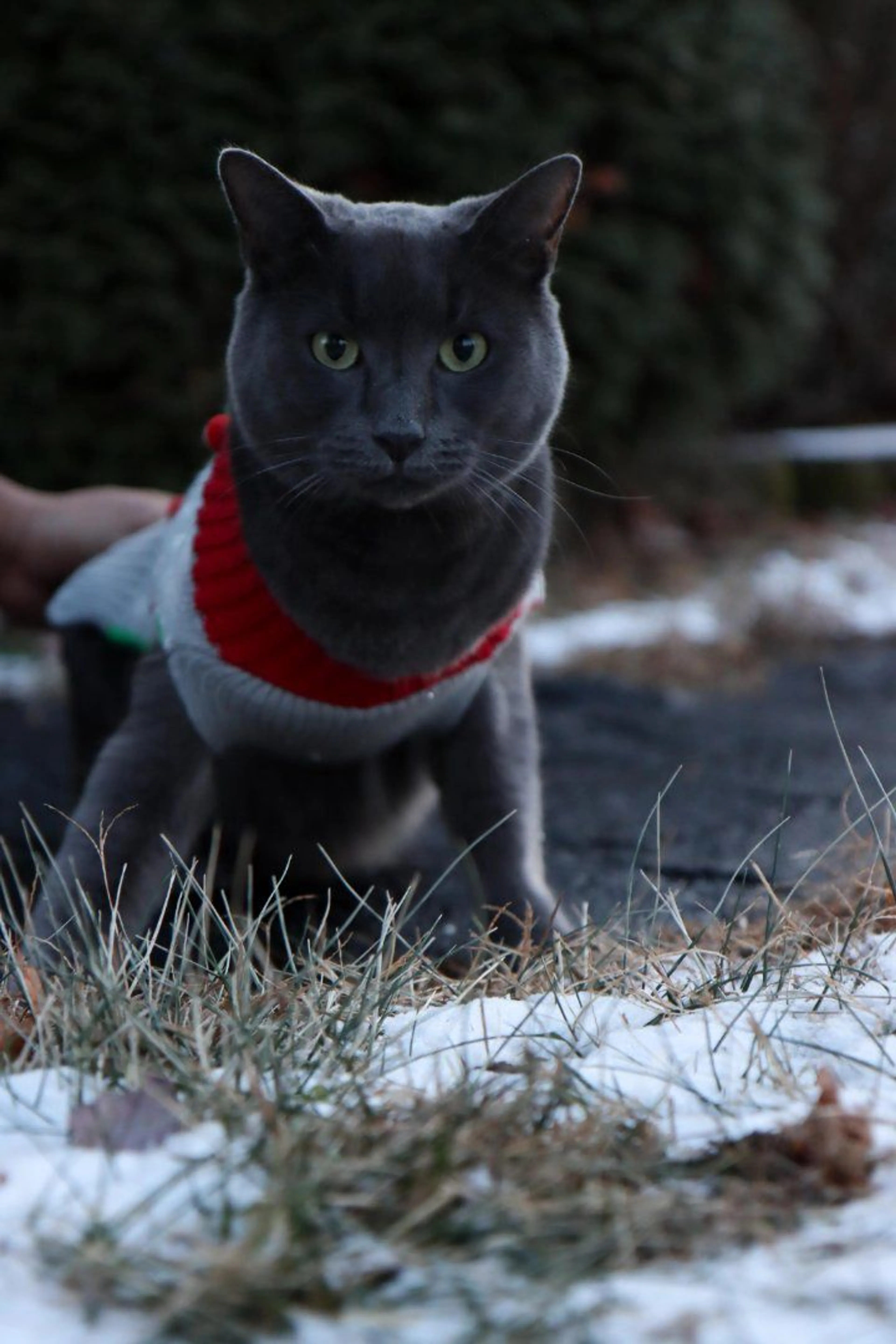 Lost pet-2