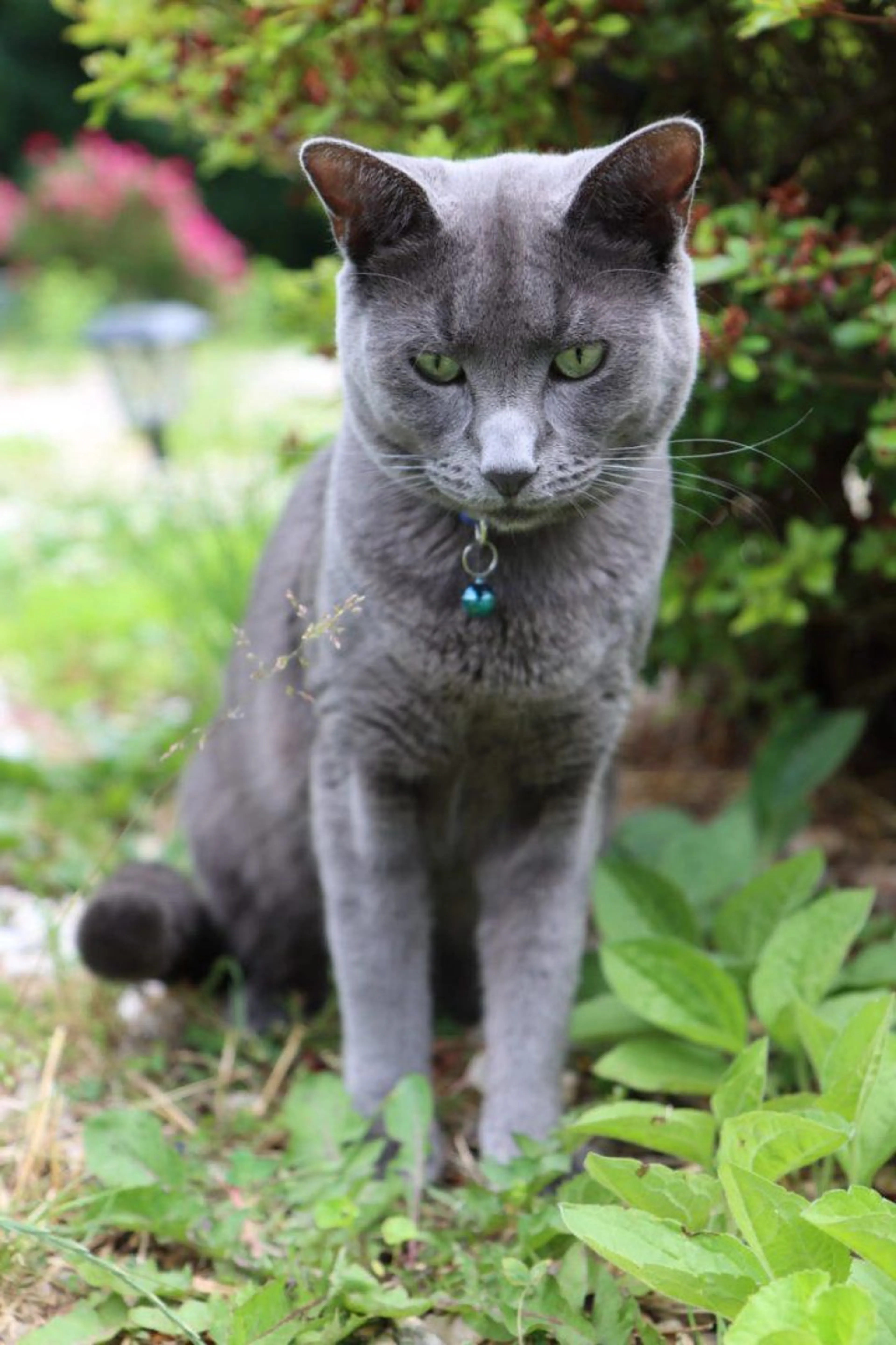 Lost pet-0