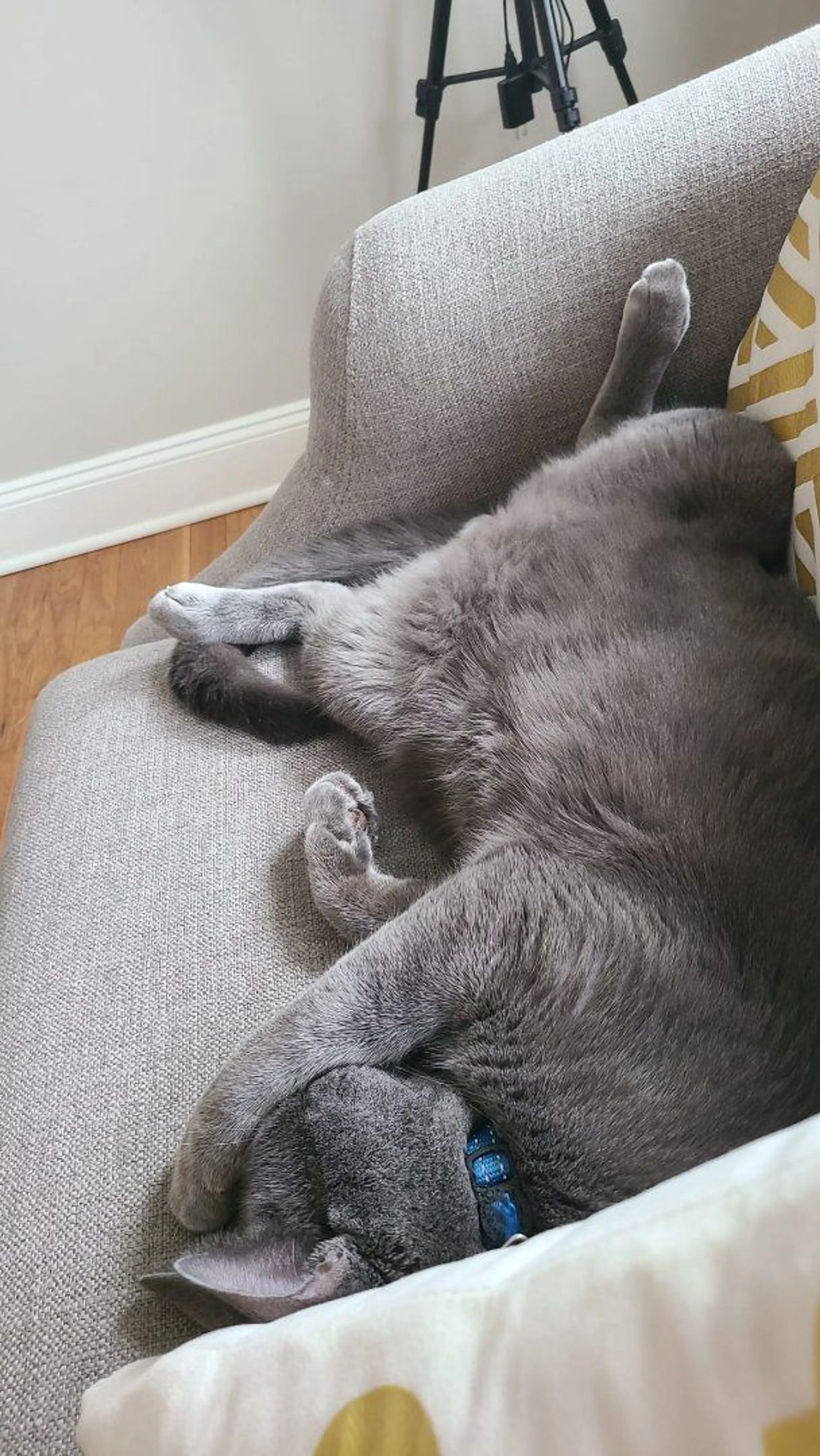 Lost pet-1