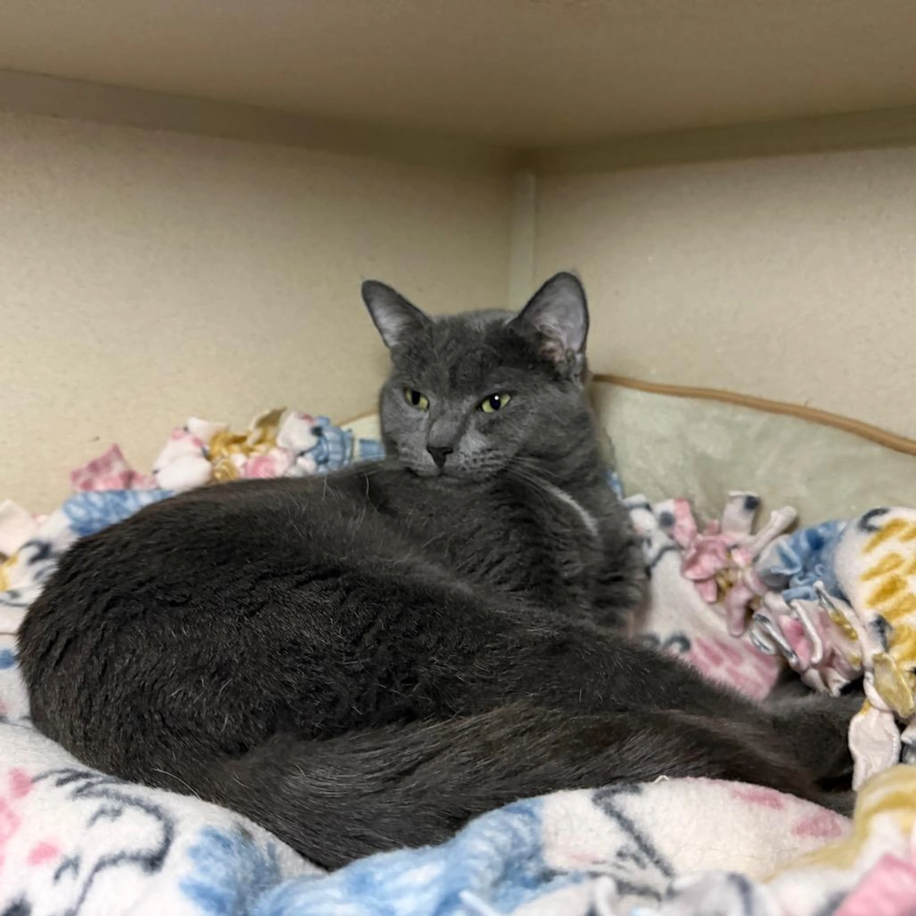 Found pet-2