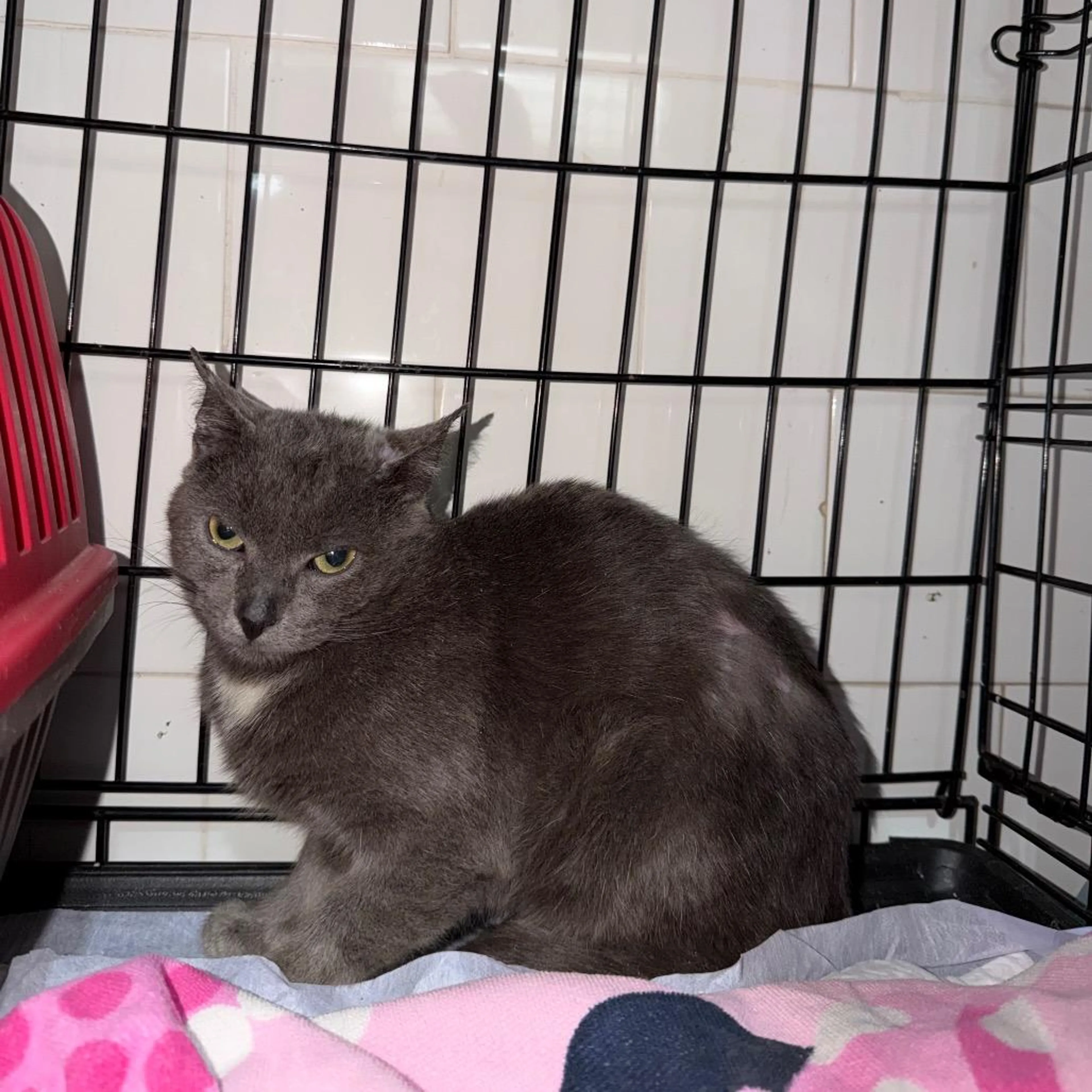 Found pet-1