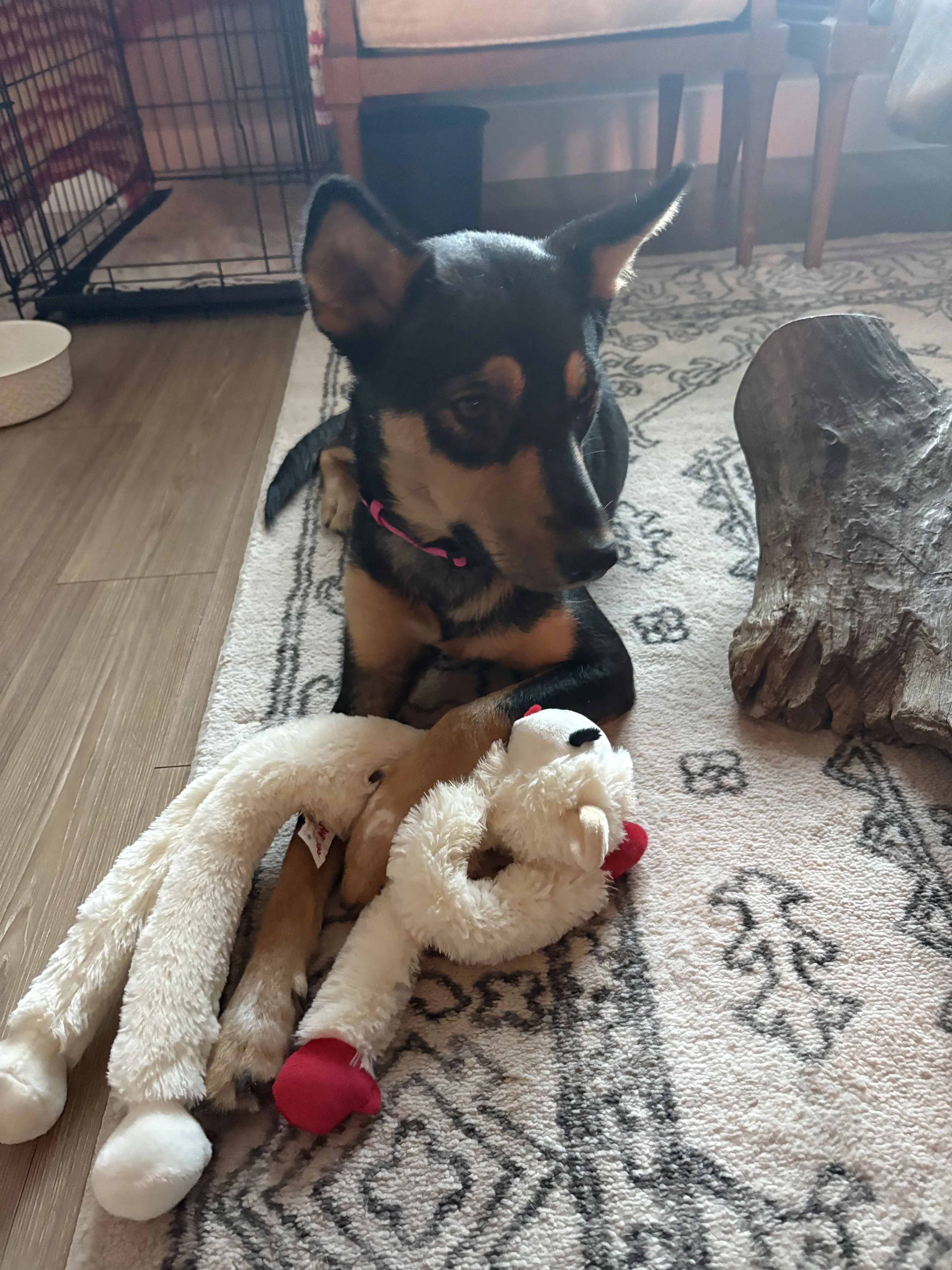 Lost pet