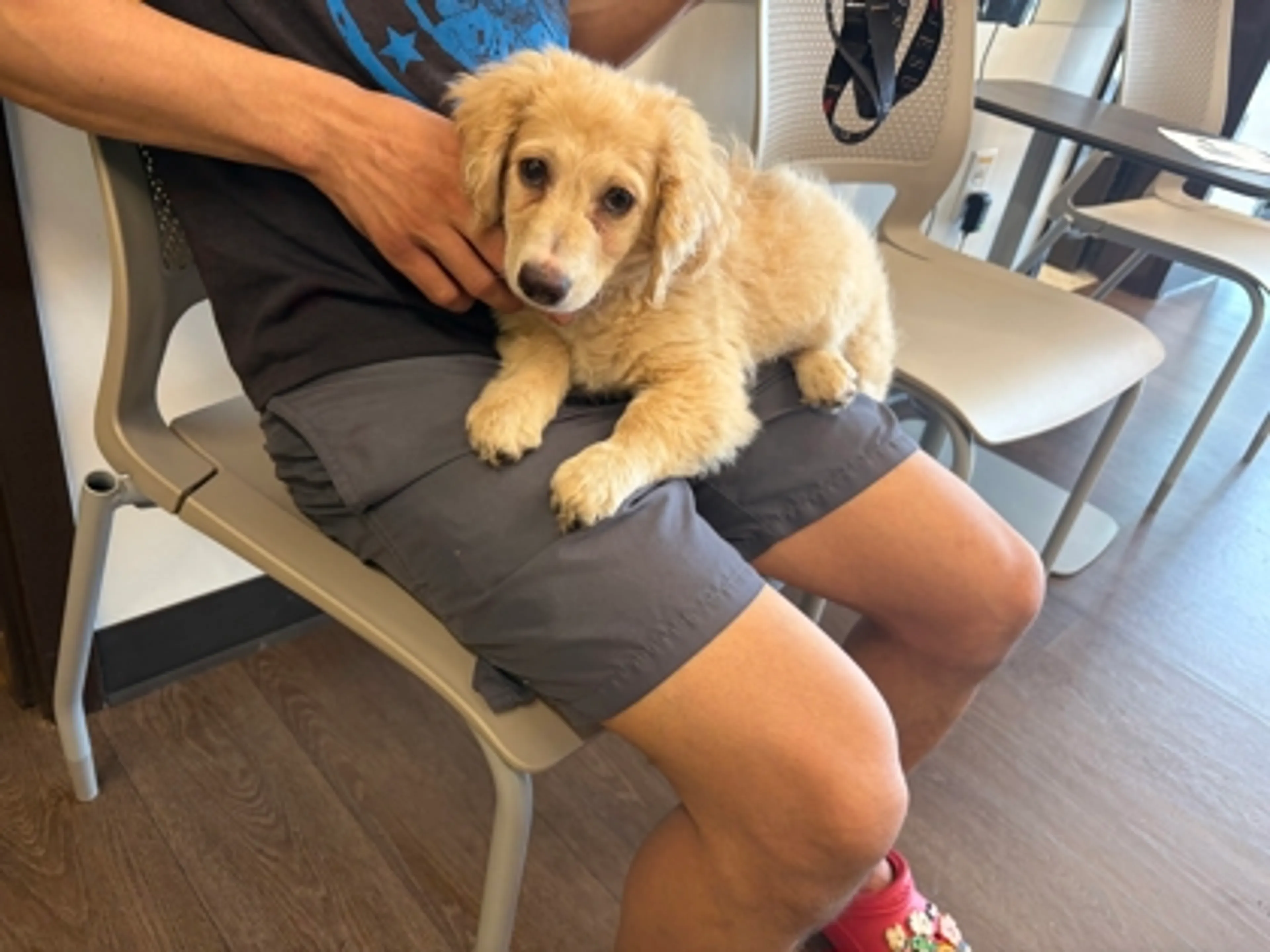 Found pet