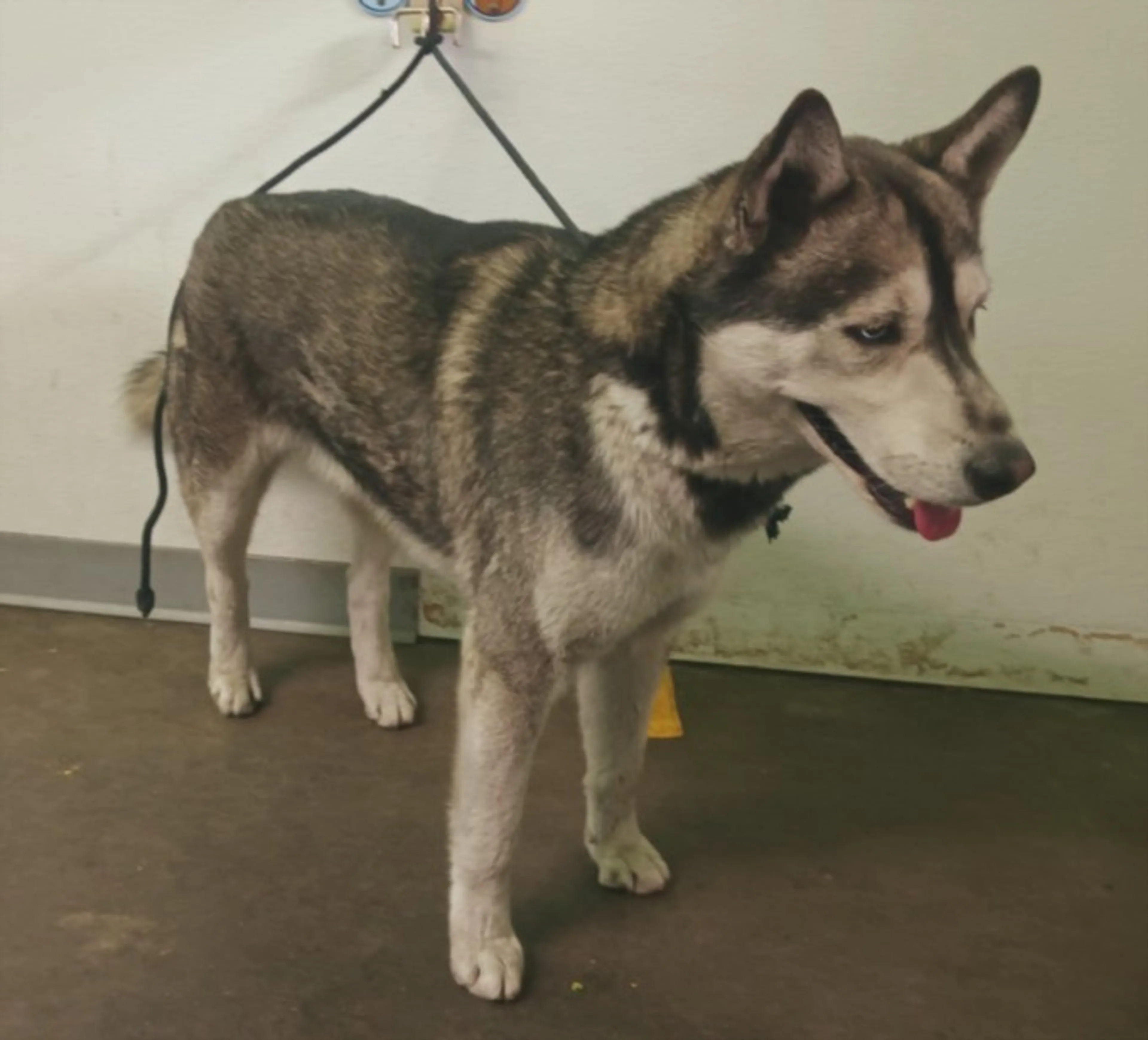 Found pet