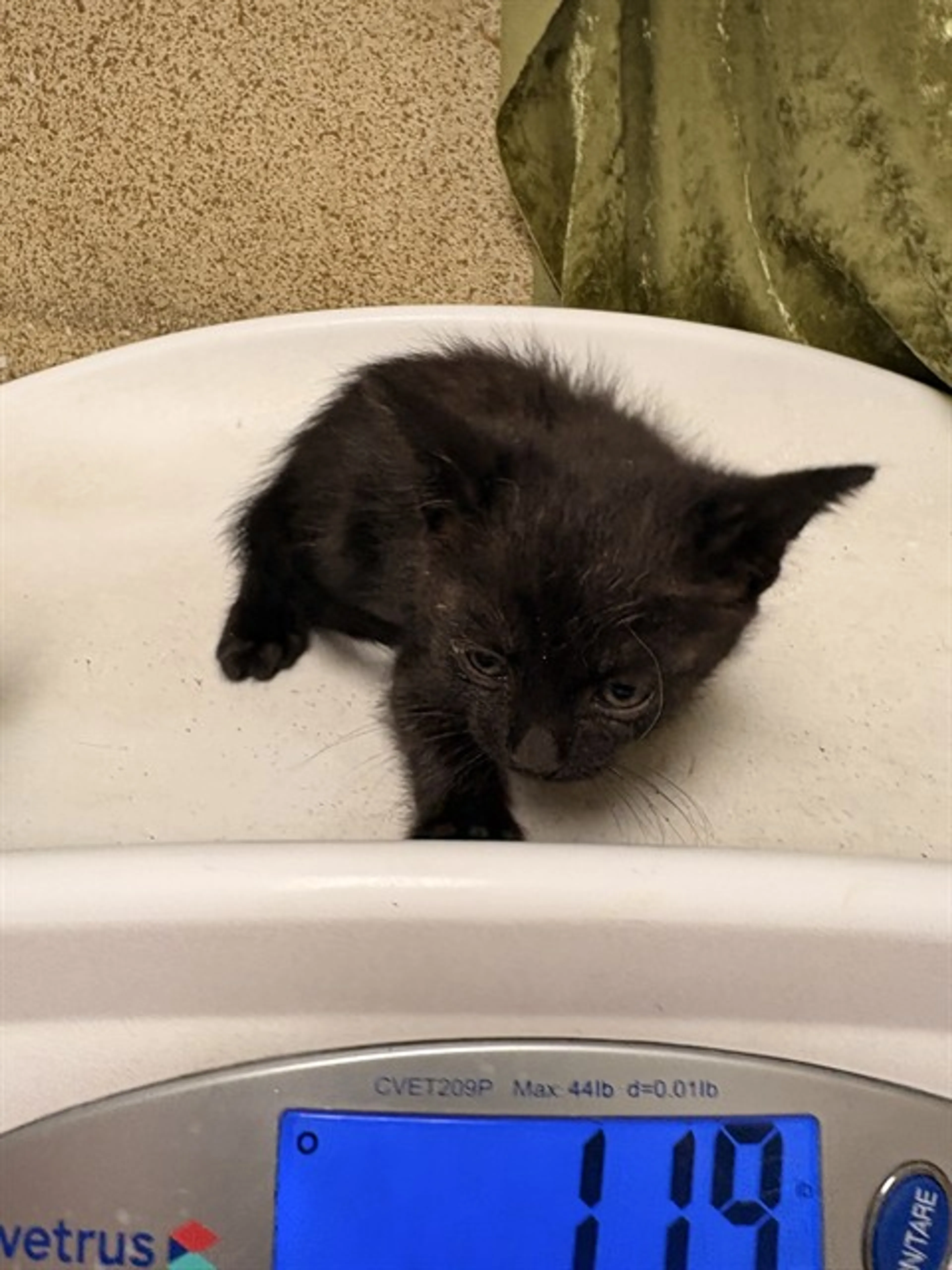 Found pet