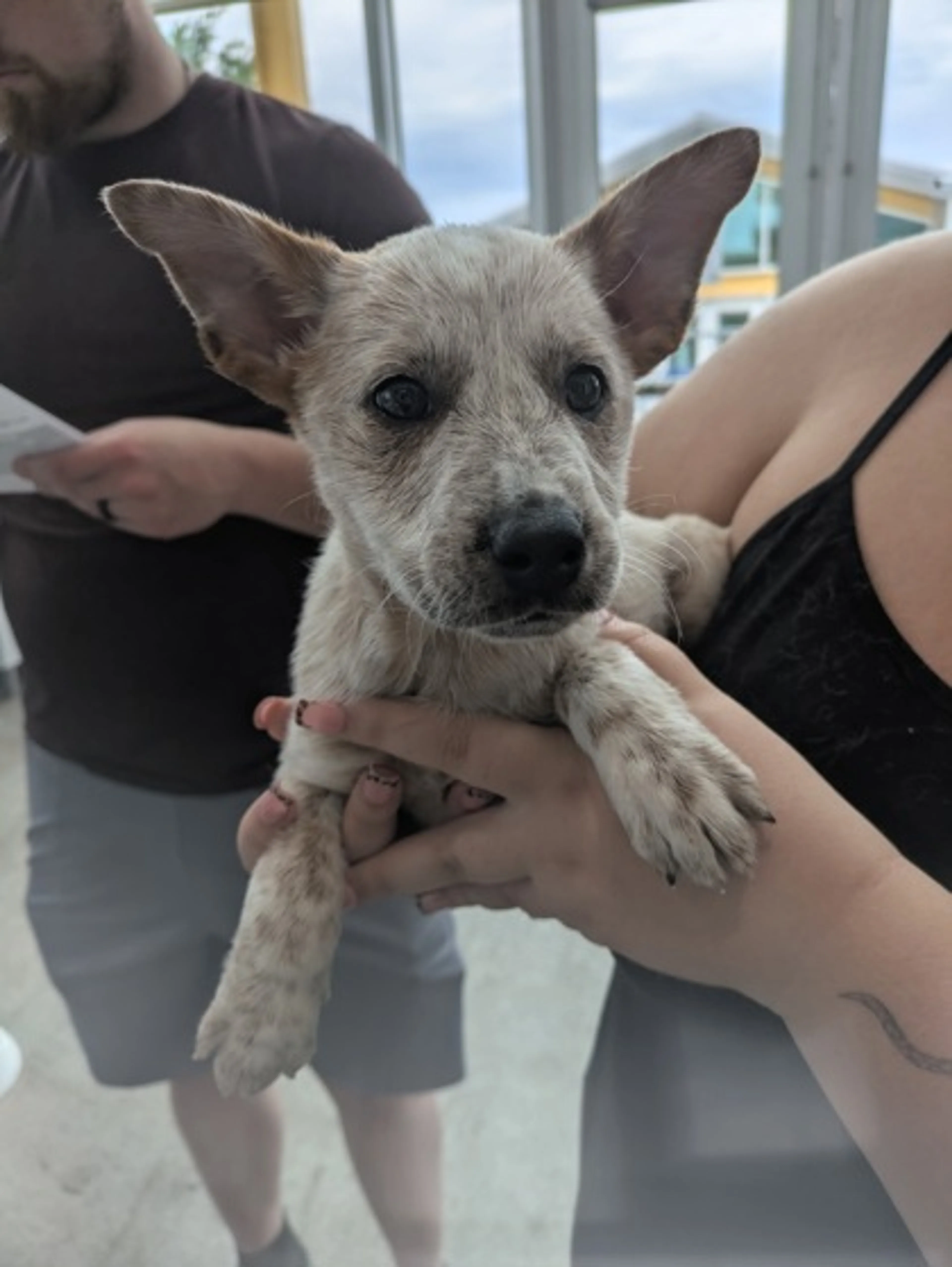 Found pet
