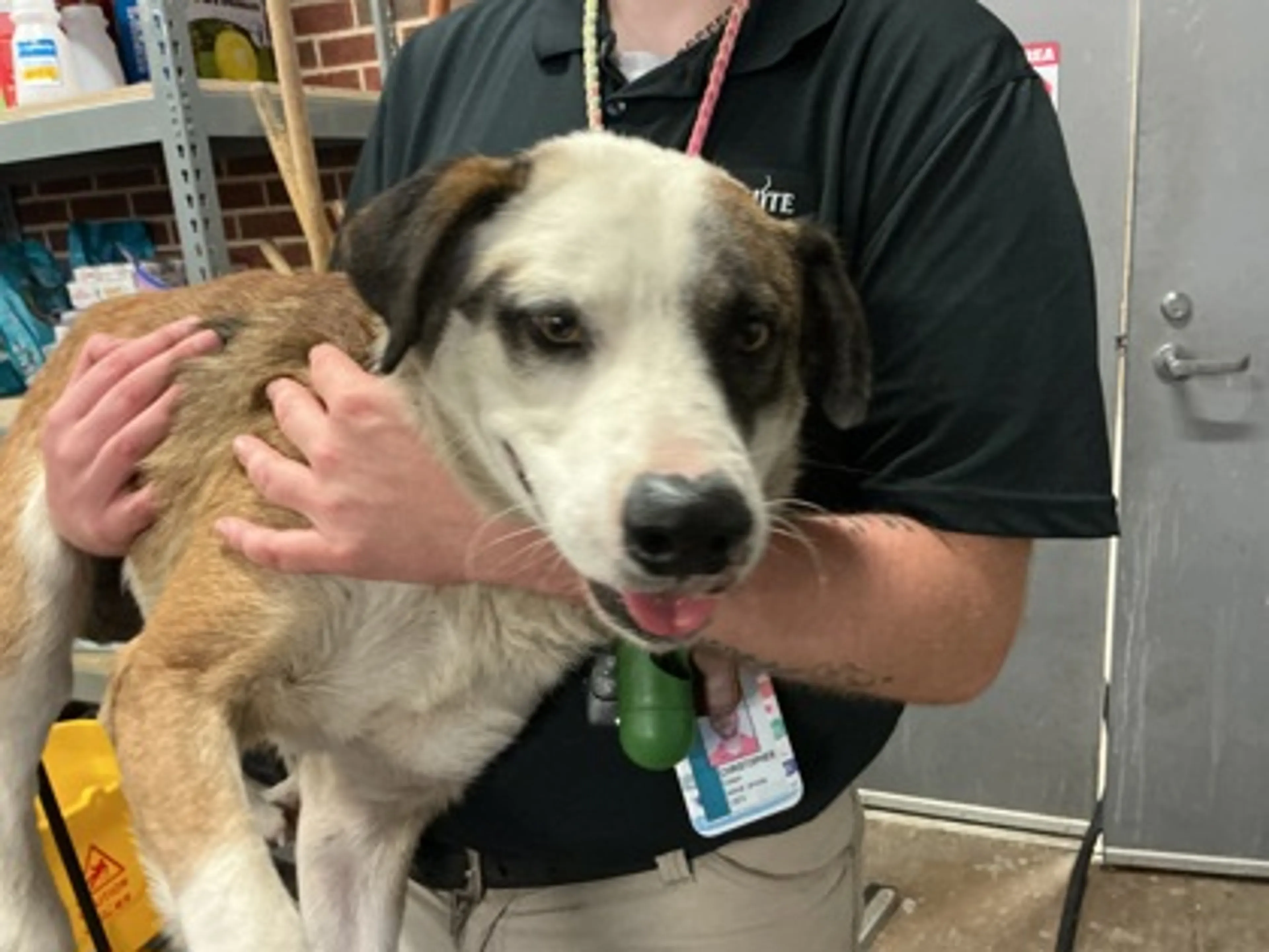 Found pet