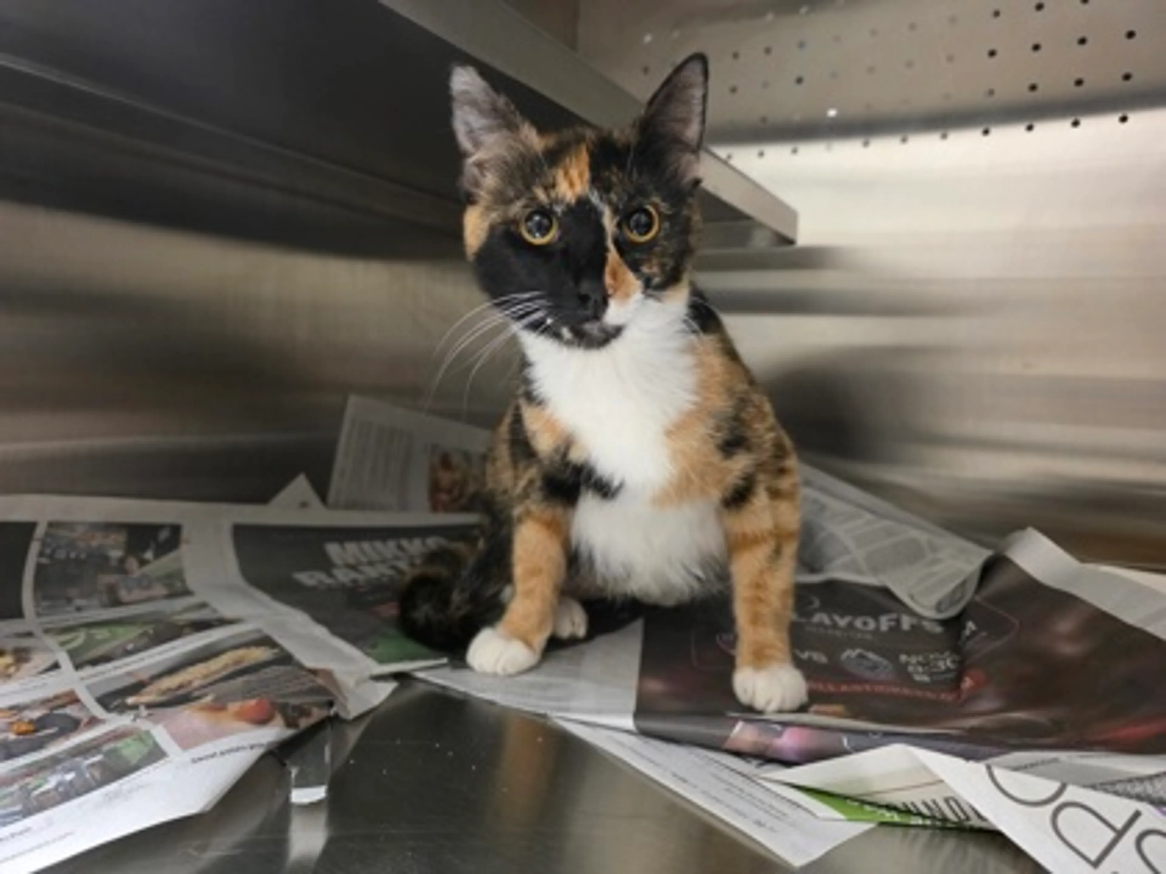 Found pet