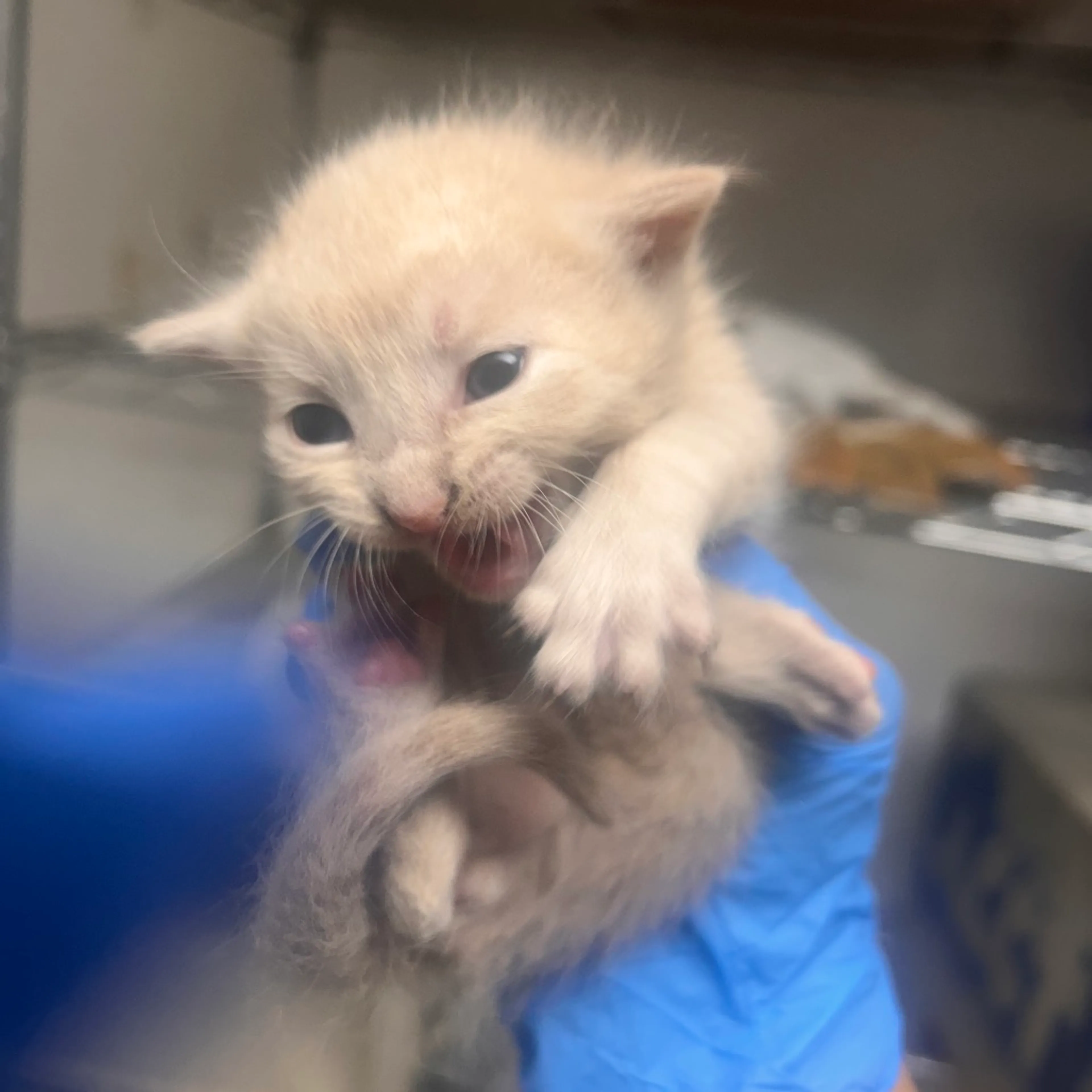 Found pet