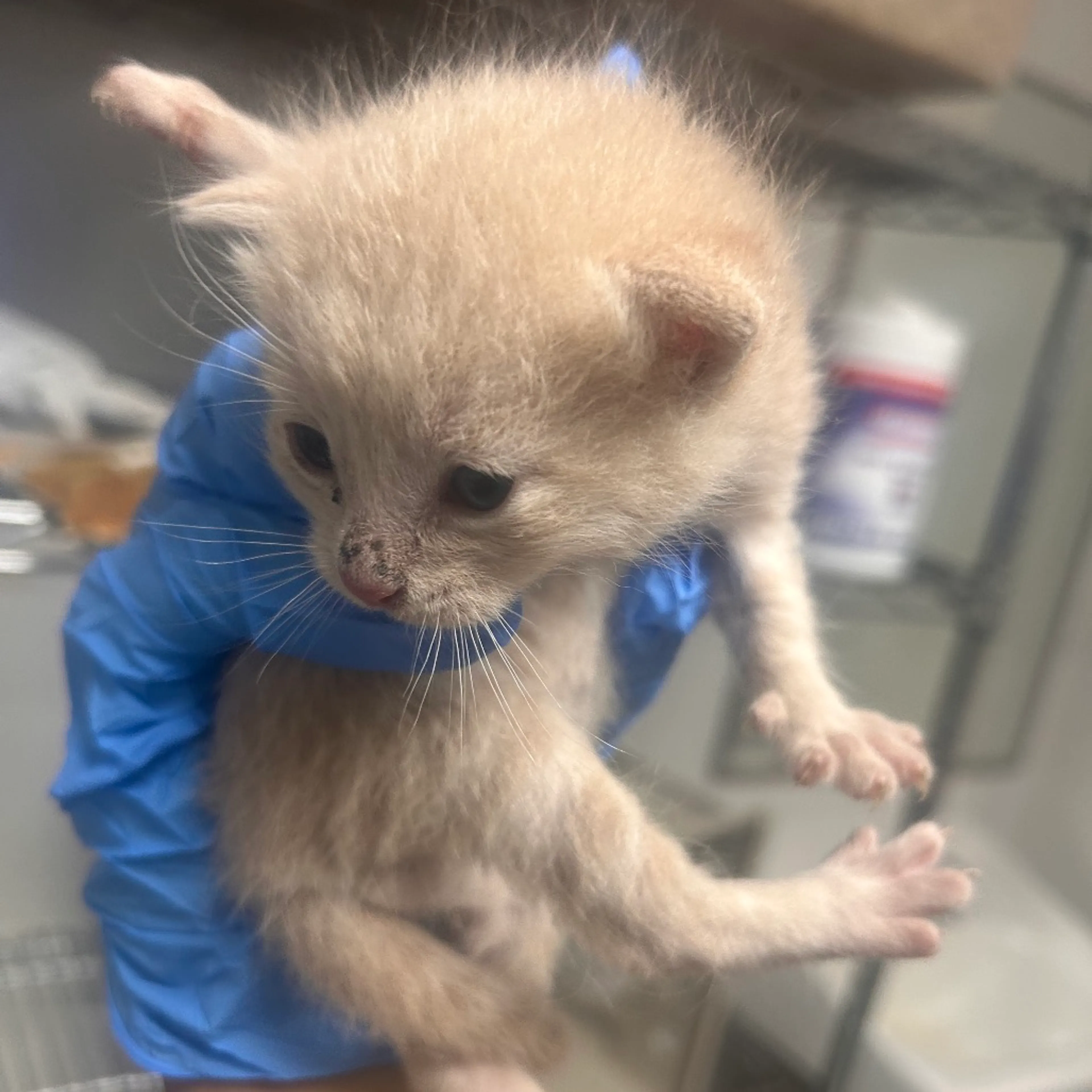 Found pet