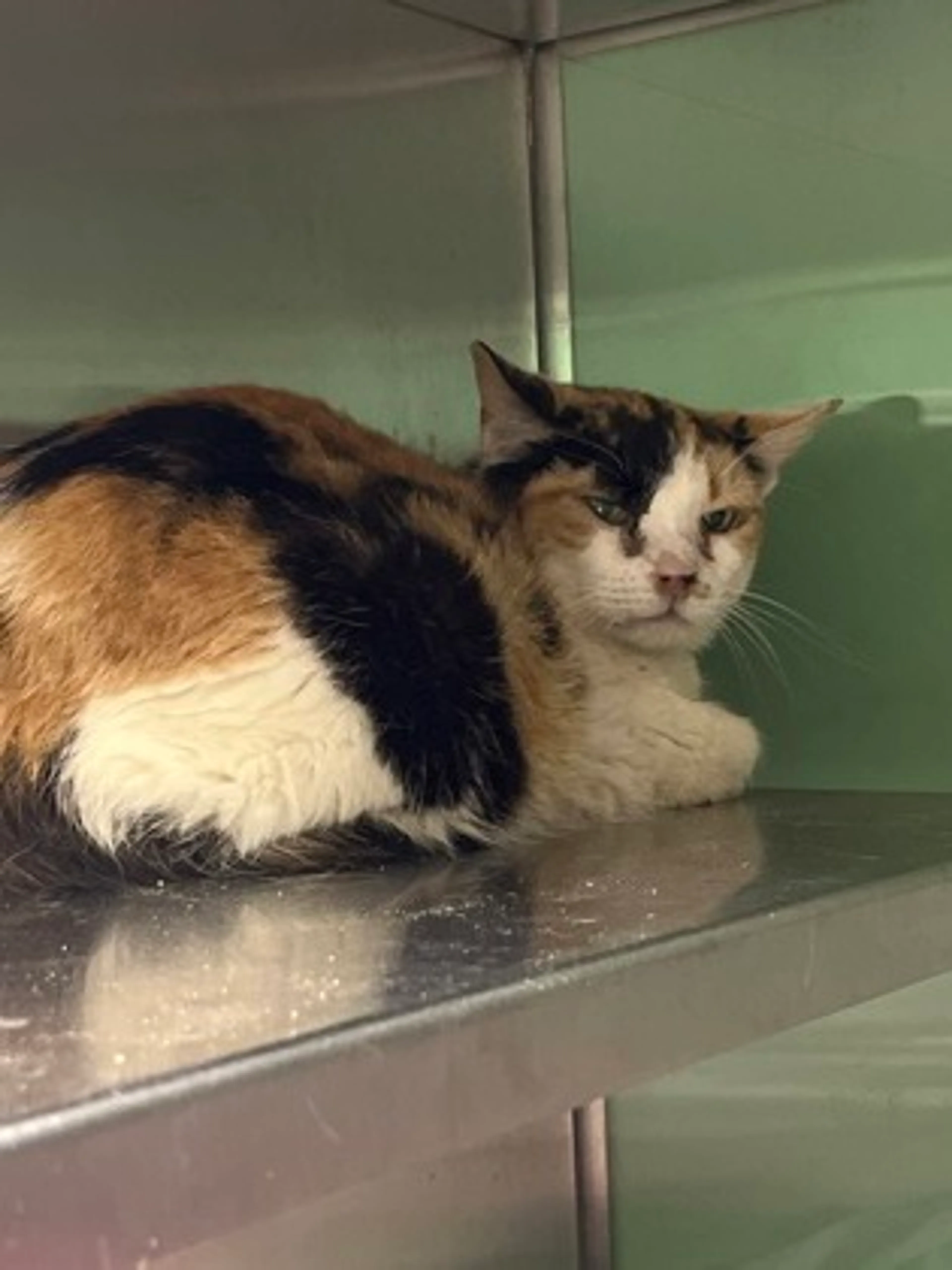 cdn image