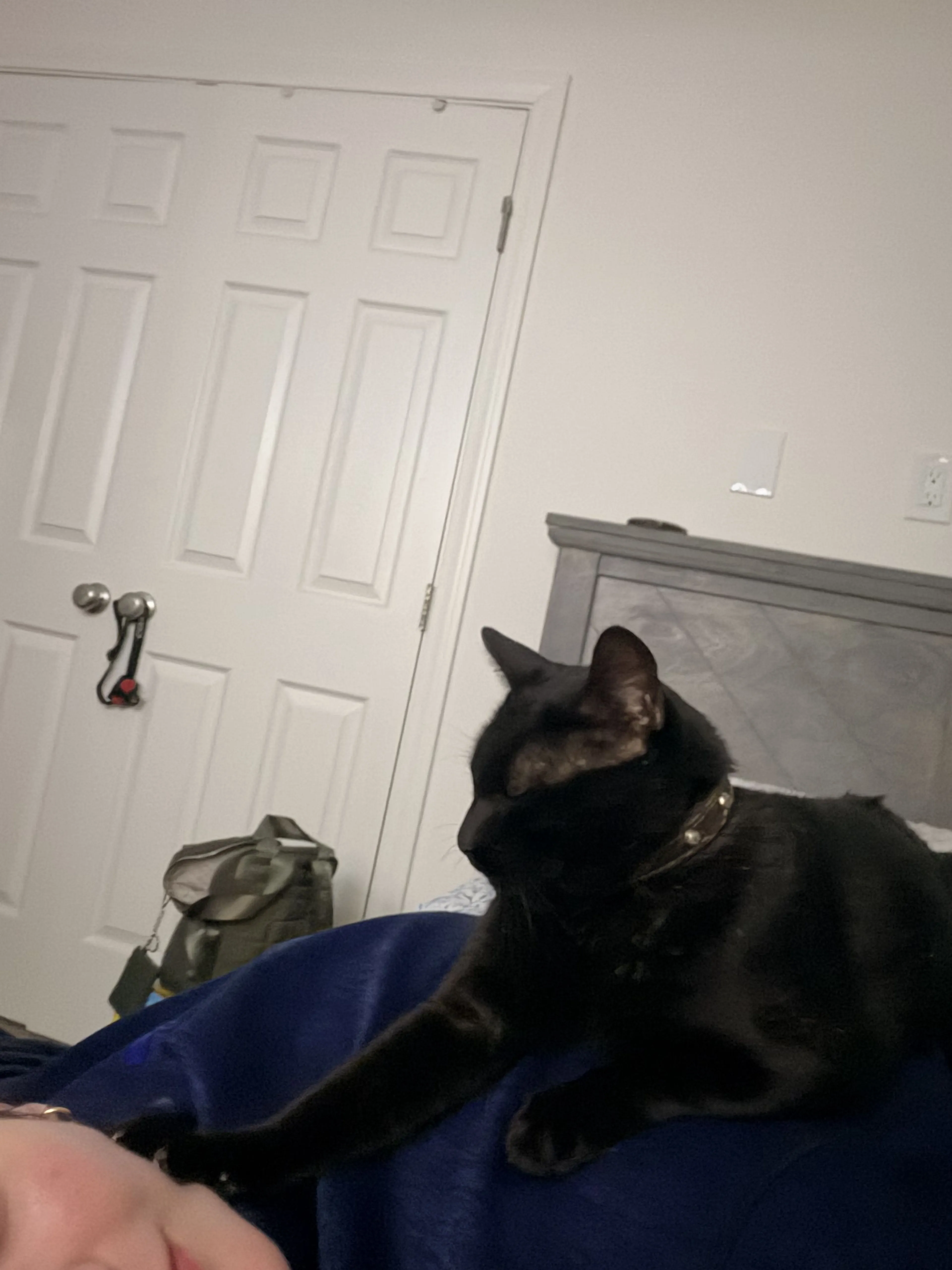 Lost pet-0