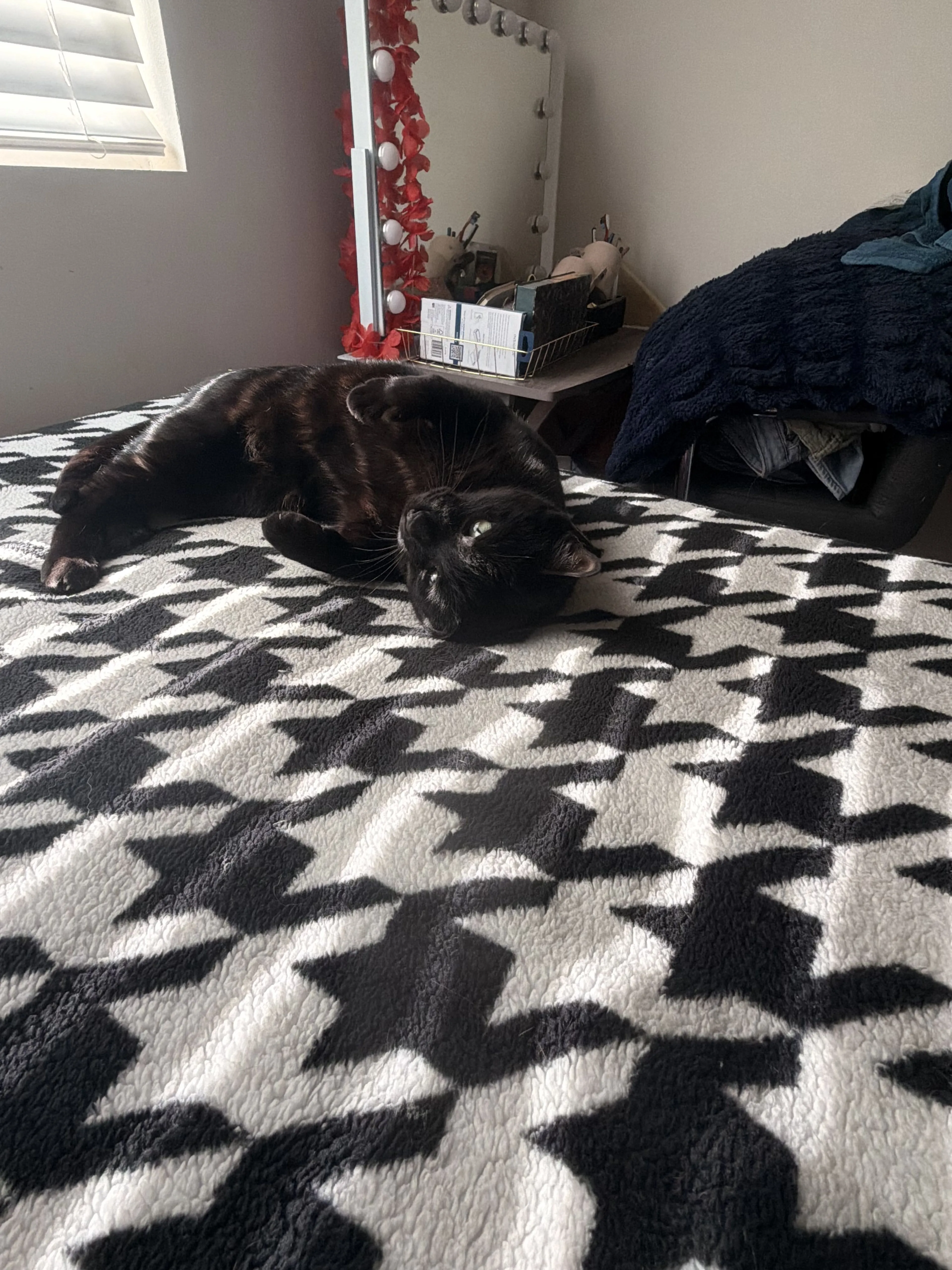 Lost pet-2