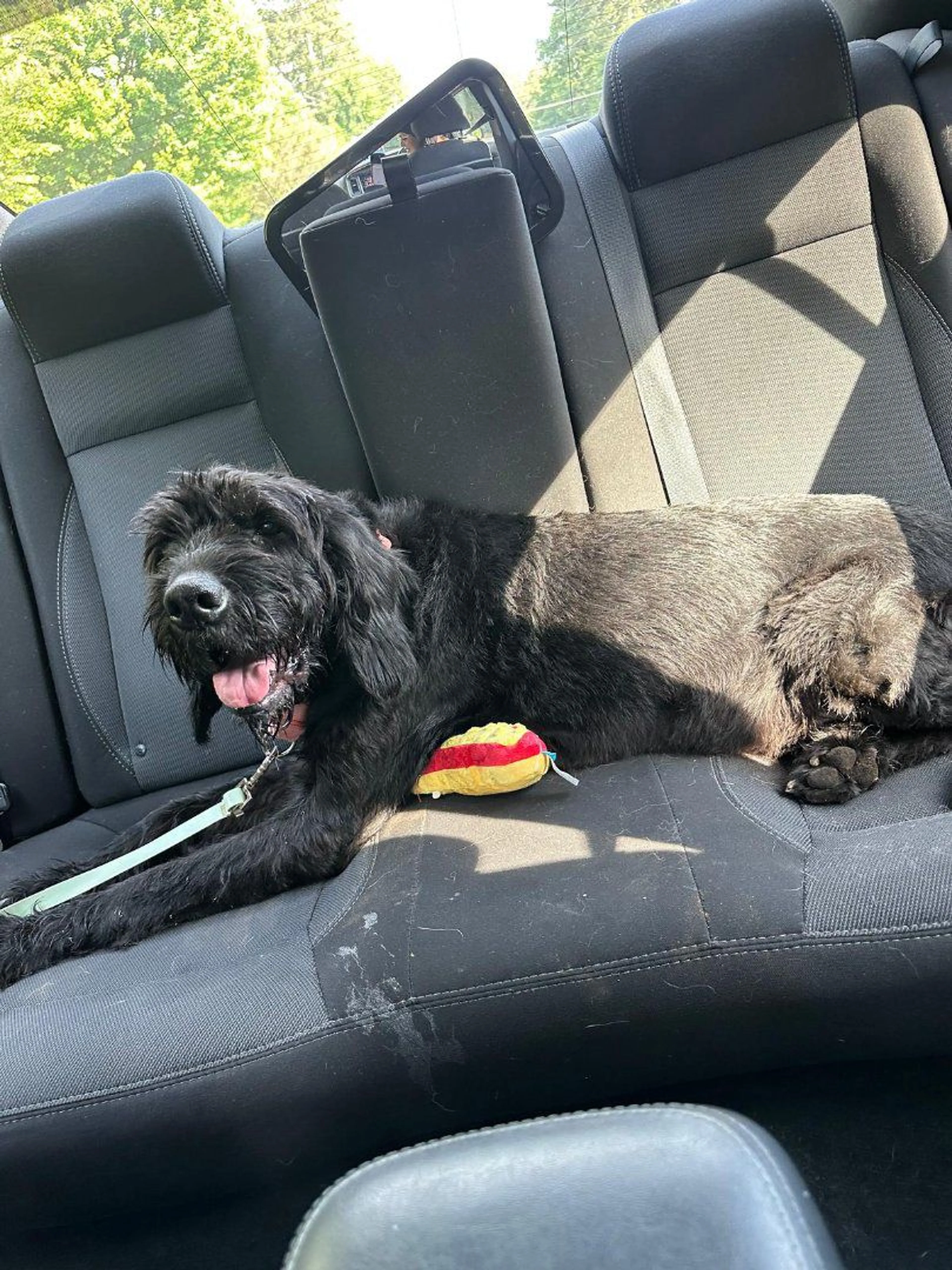 Lost pet-2