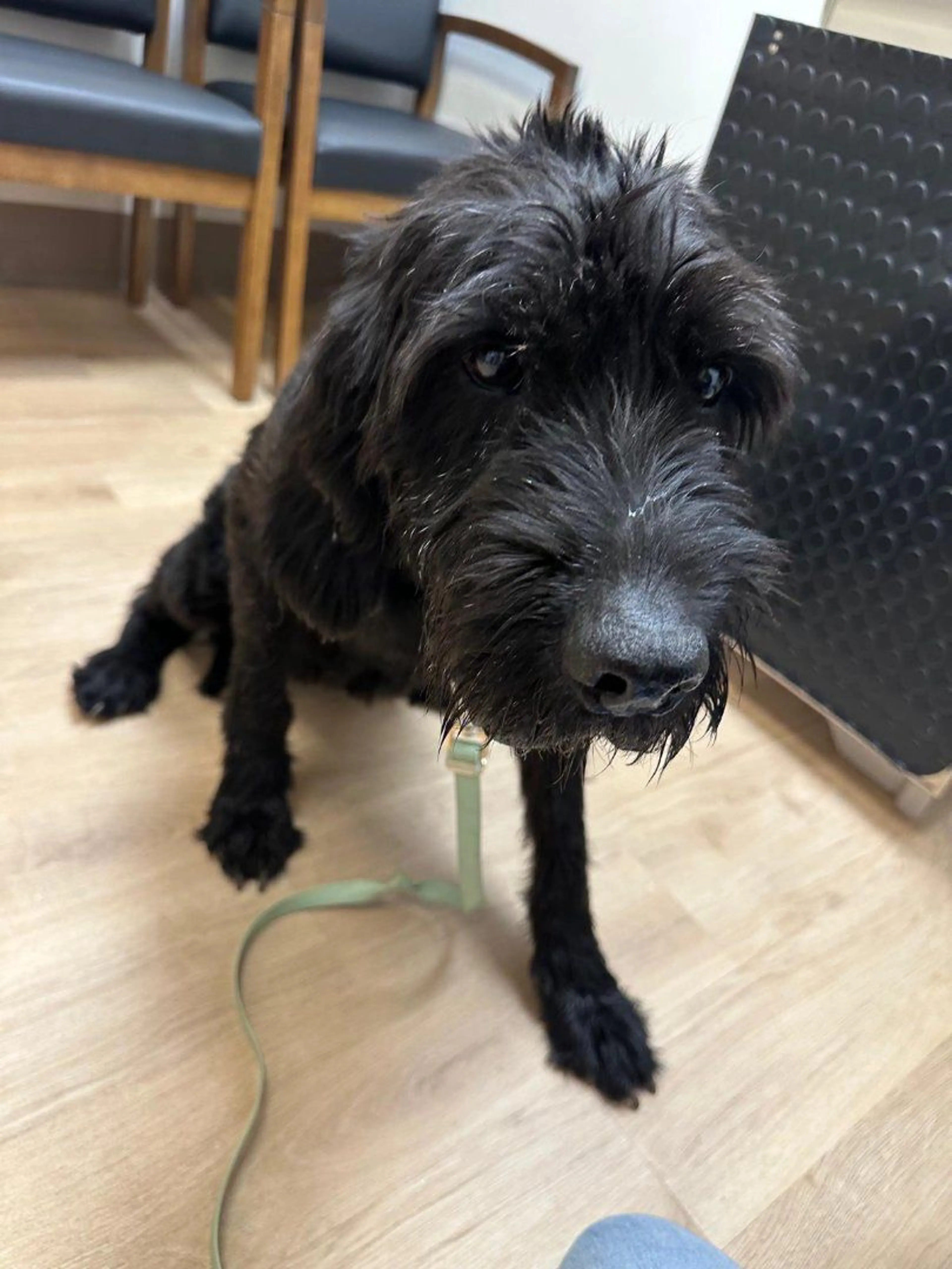 Lost pet-3