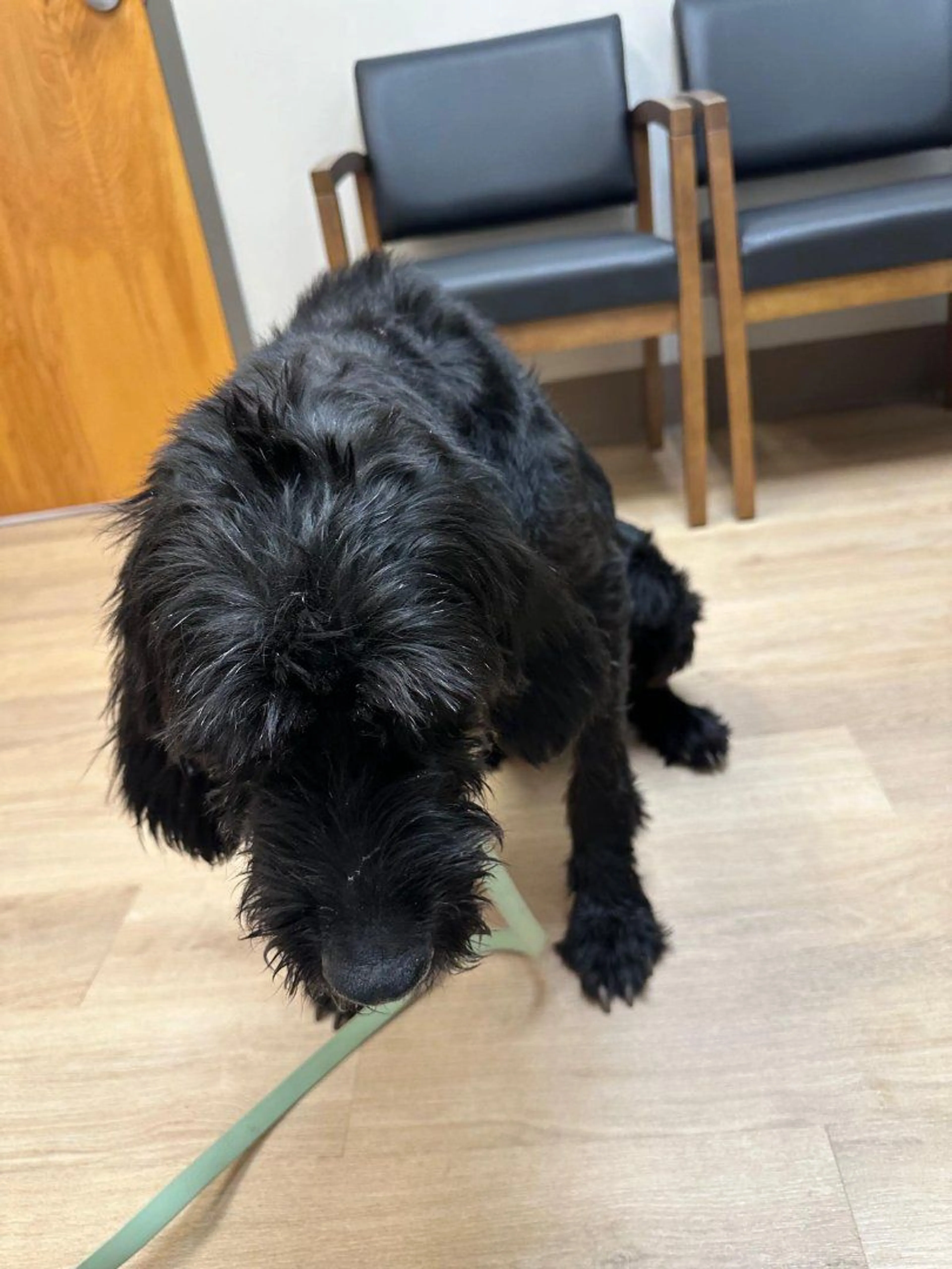 Lost pet-4
