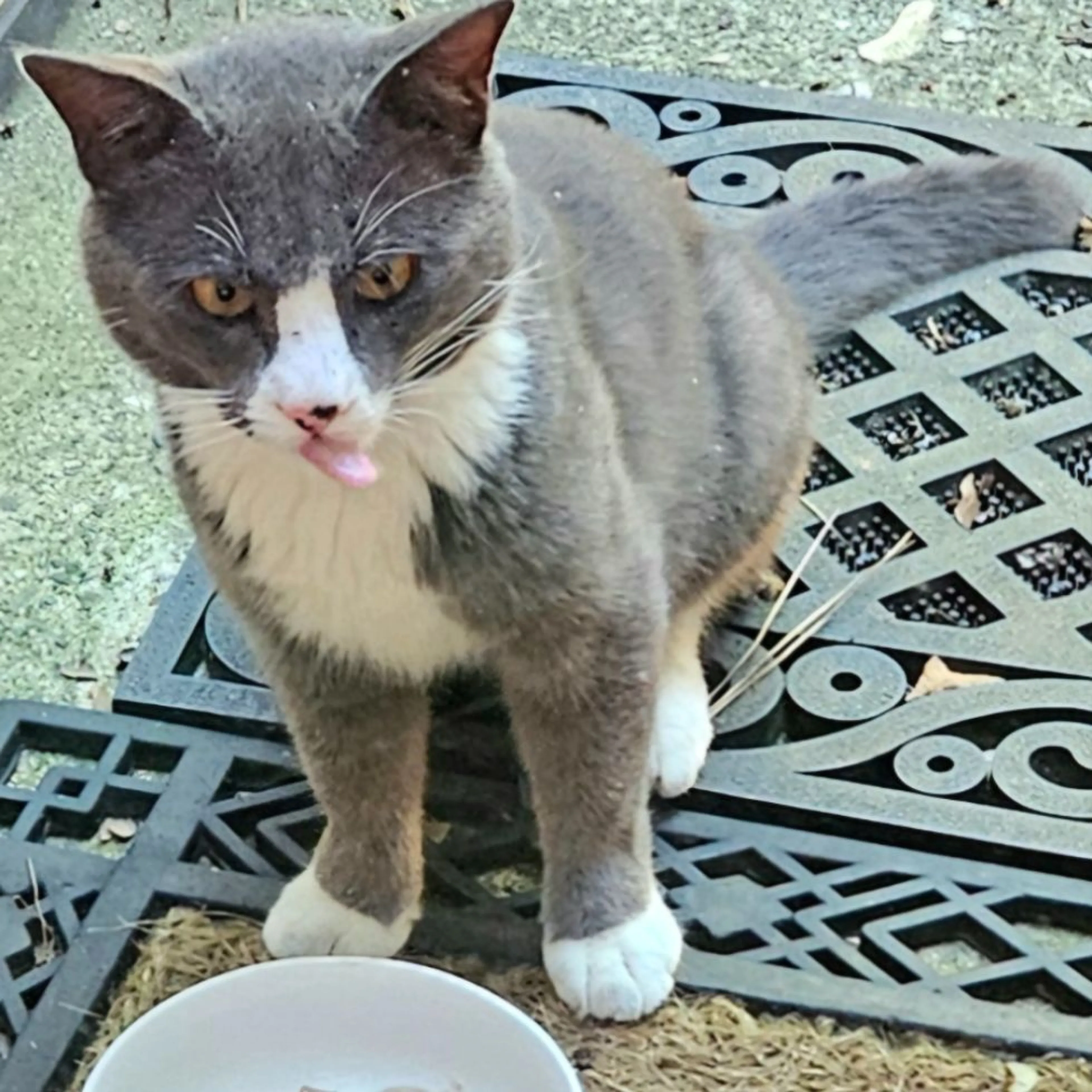 Found pet