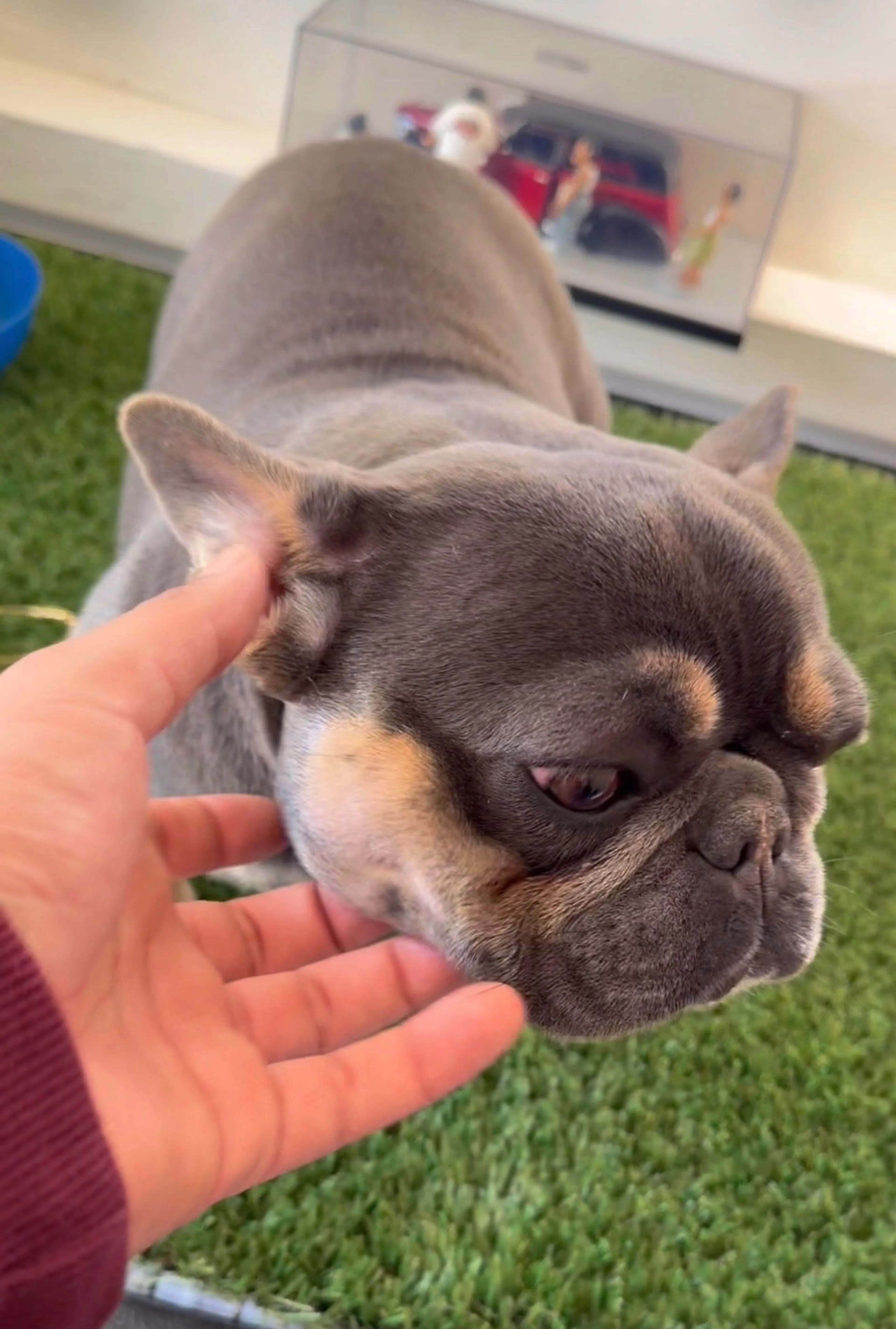 Lost pet-2
