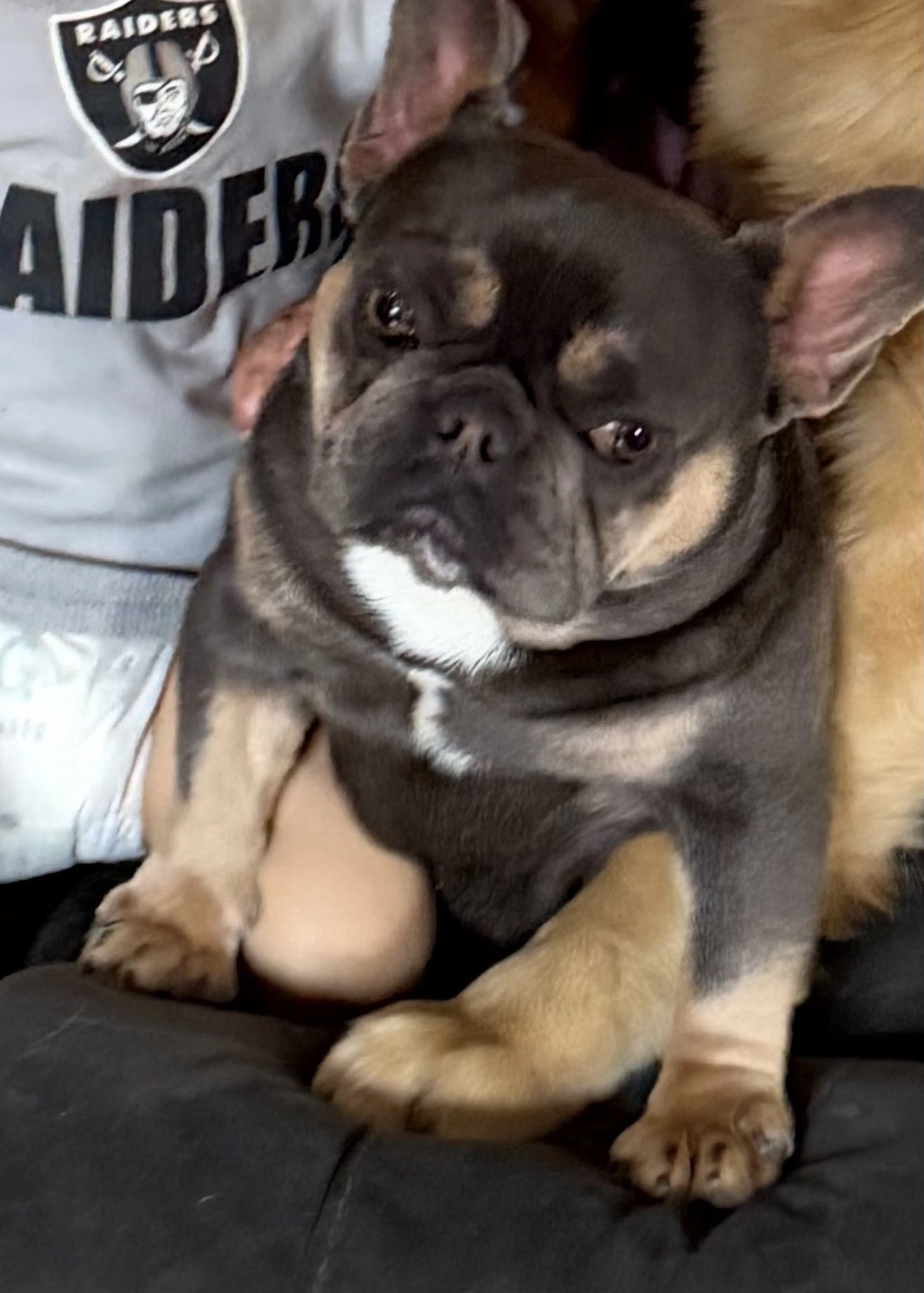 Lost pet-3
