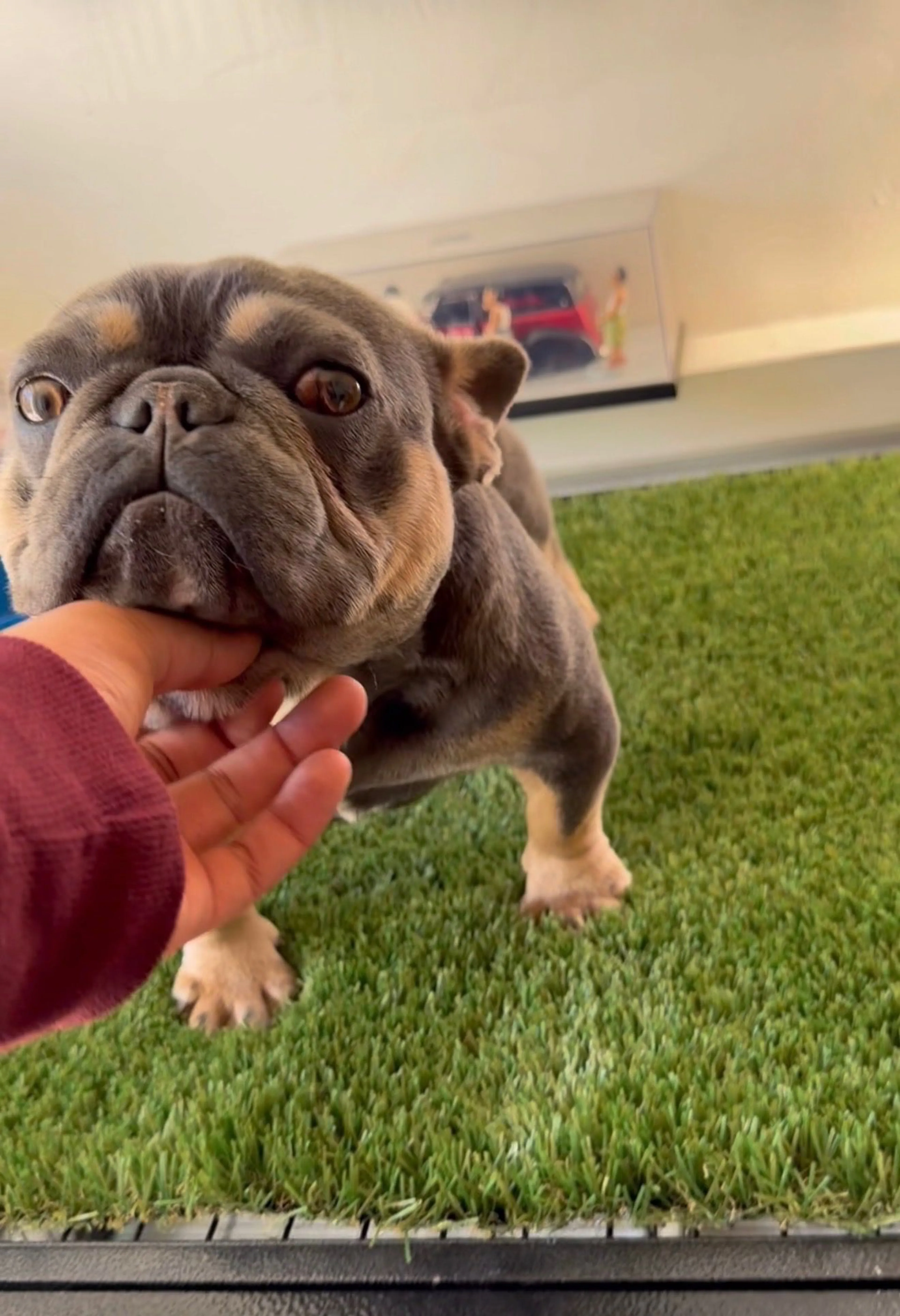 Lost pet-1