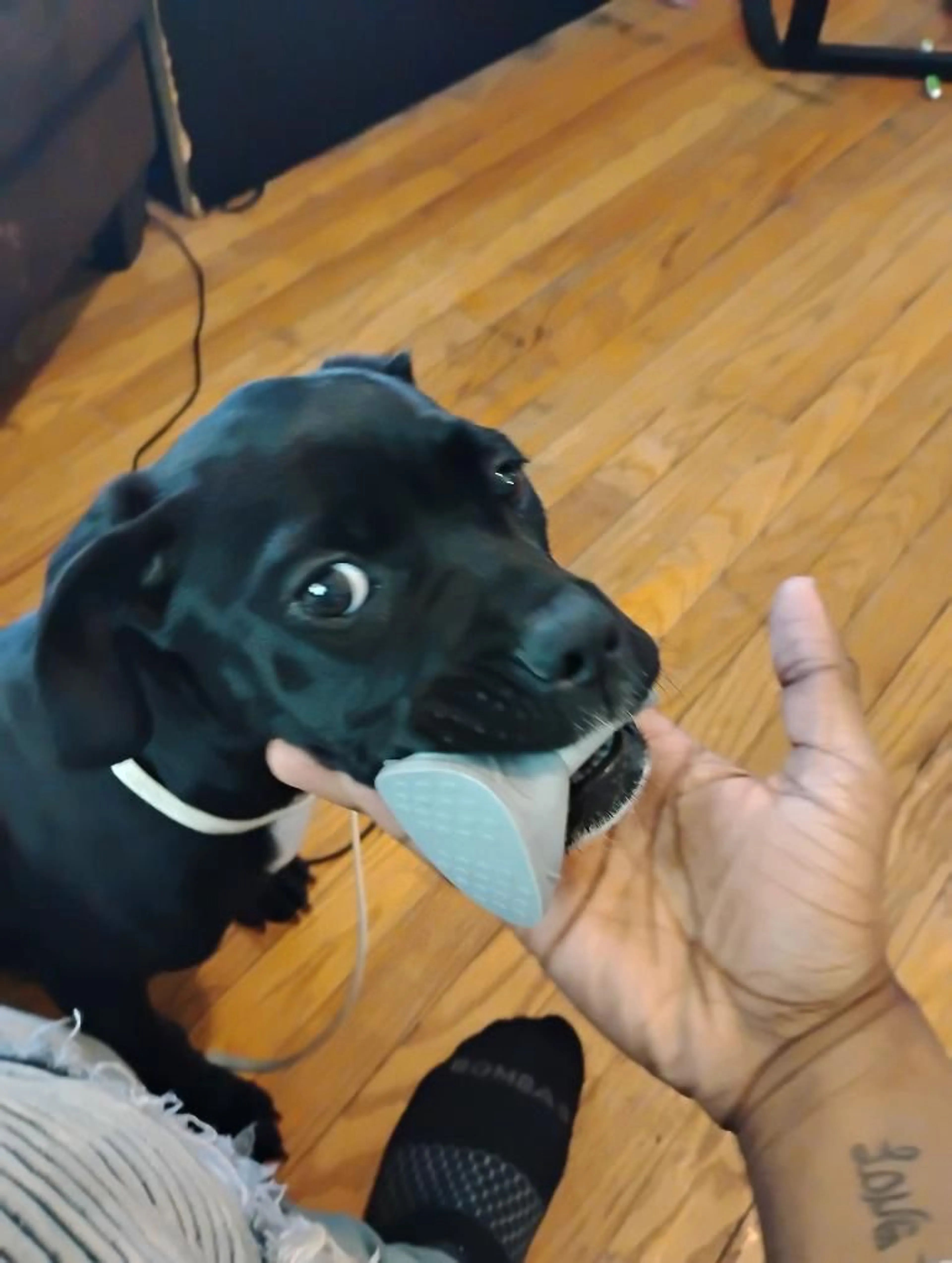 Lost pet