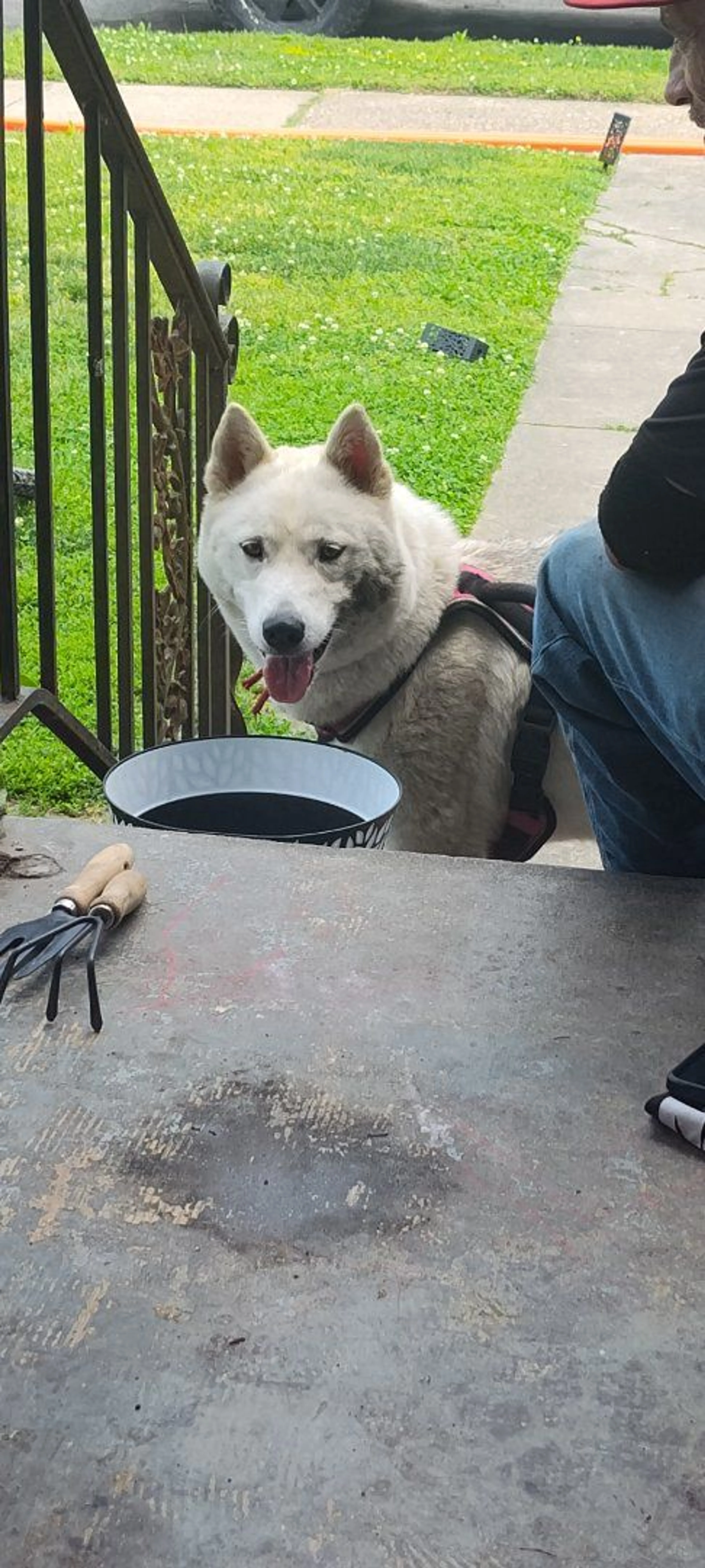 Lost pet-0