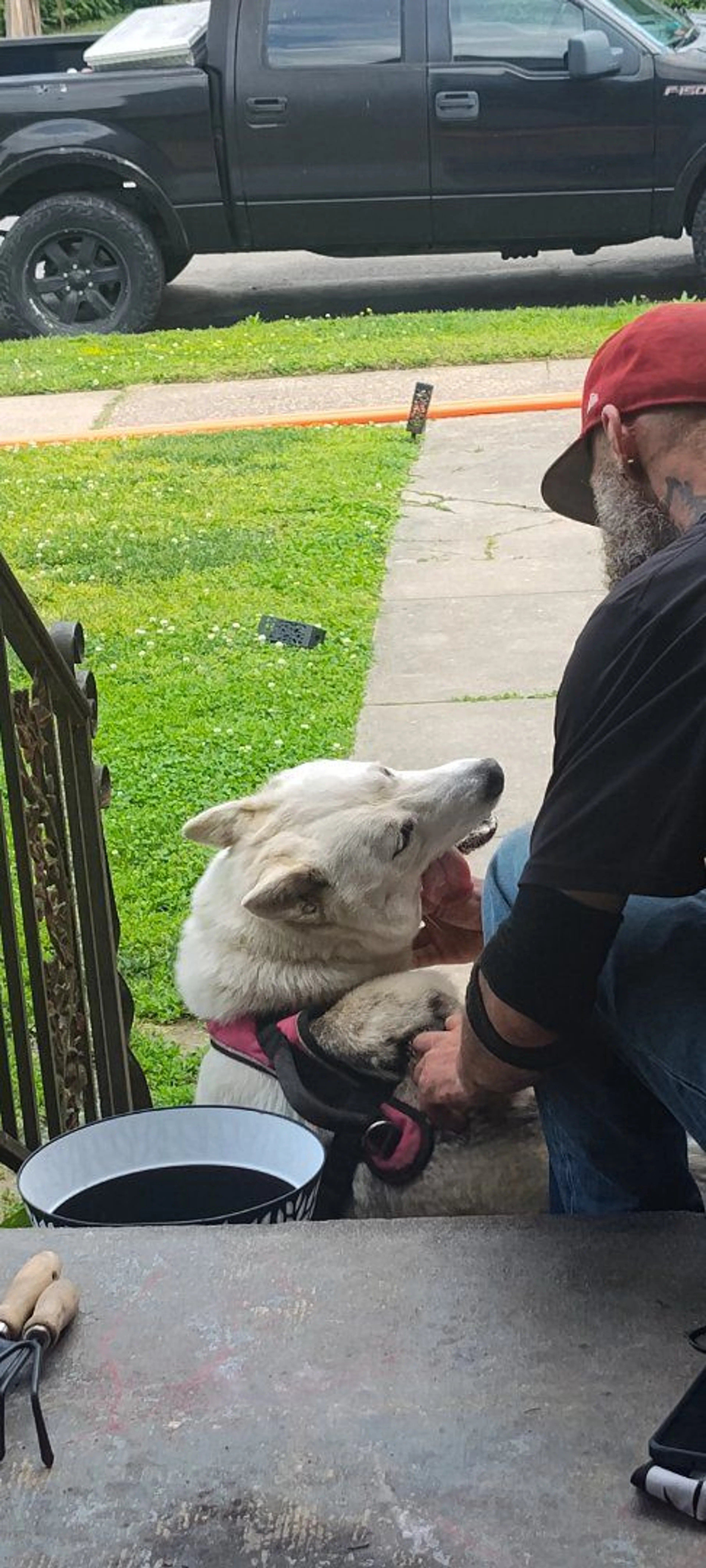 Lost pet-1