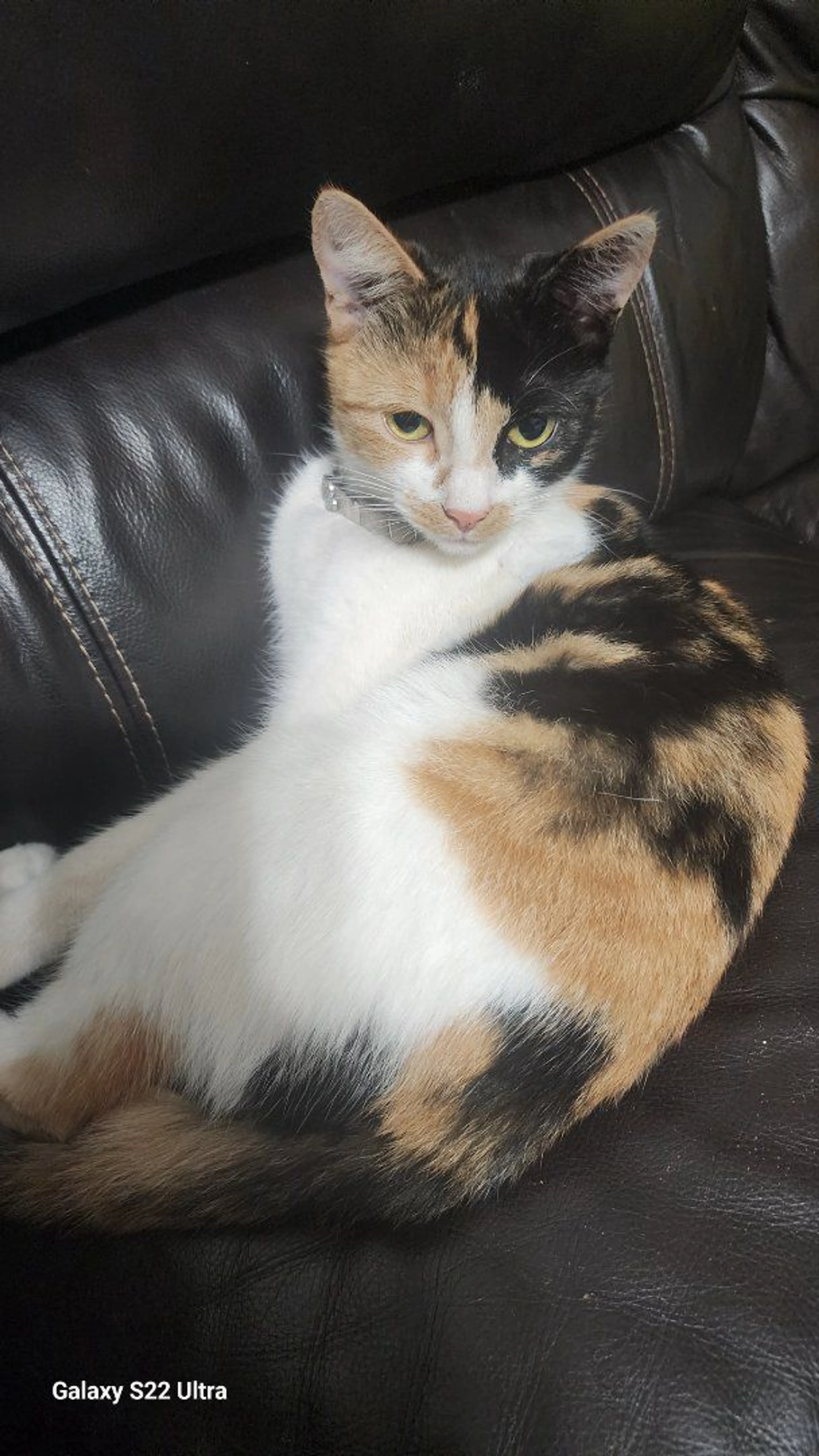 Lost pet