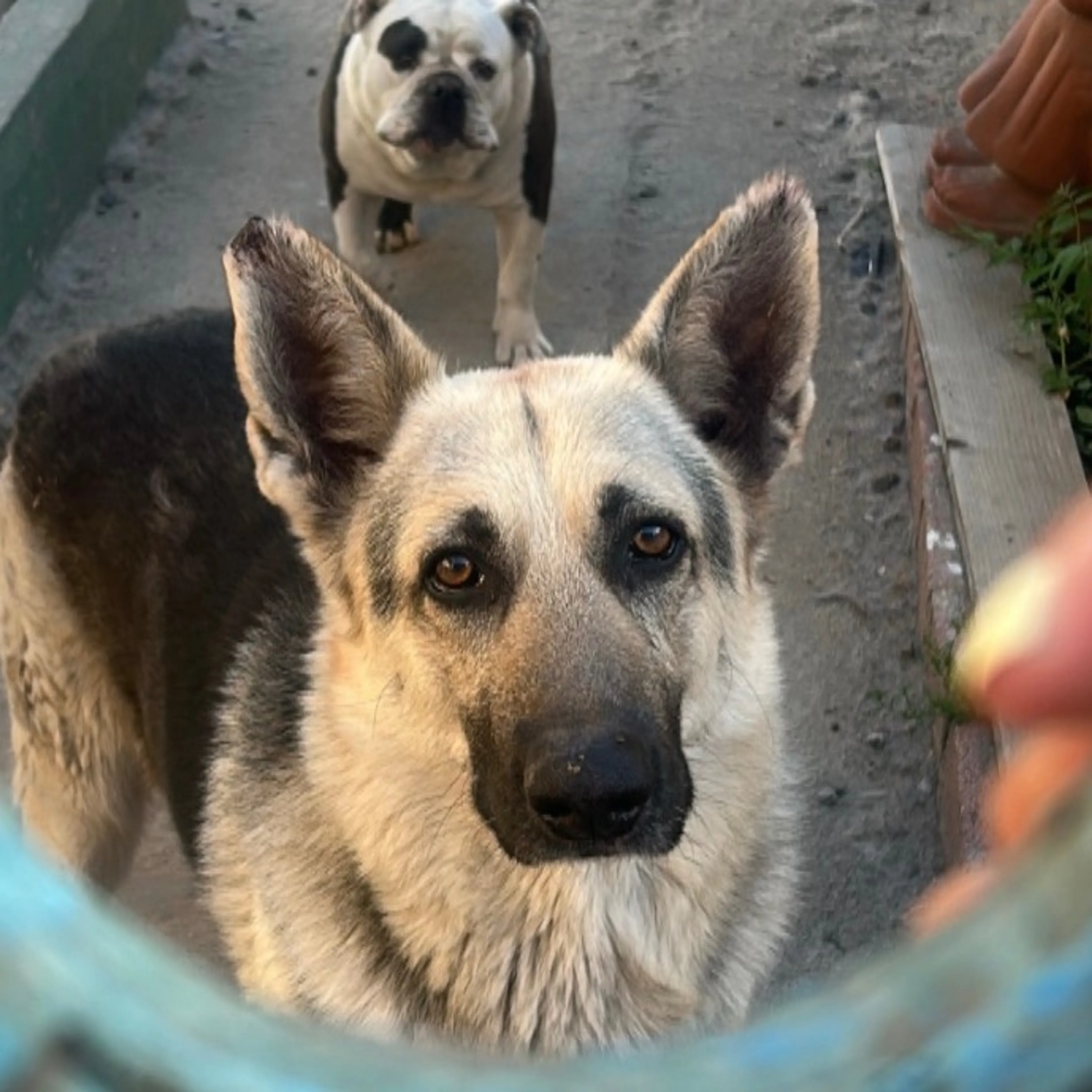 Lost pet