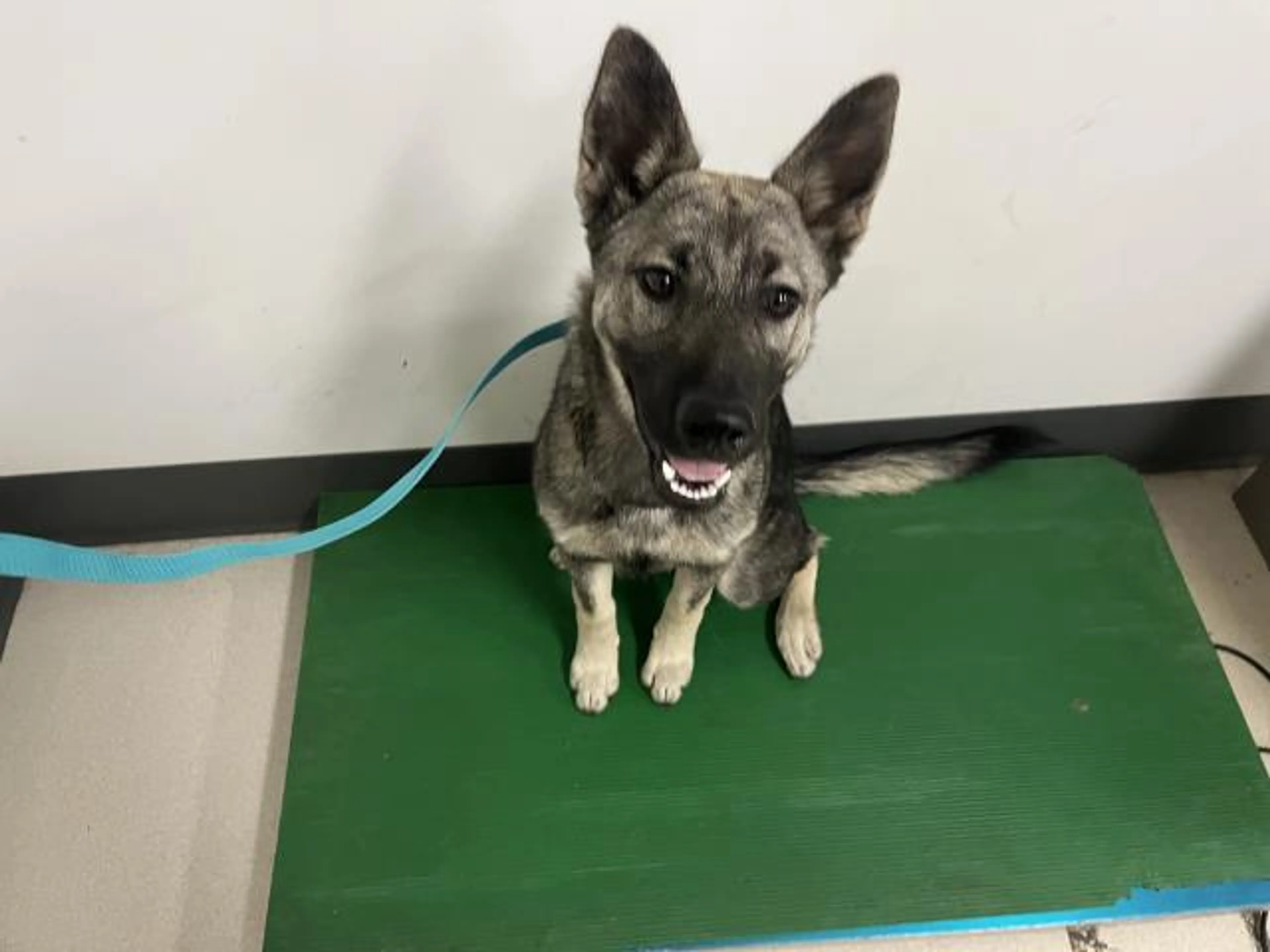 Found pet