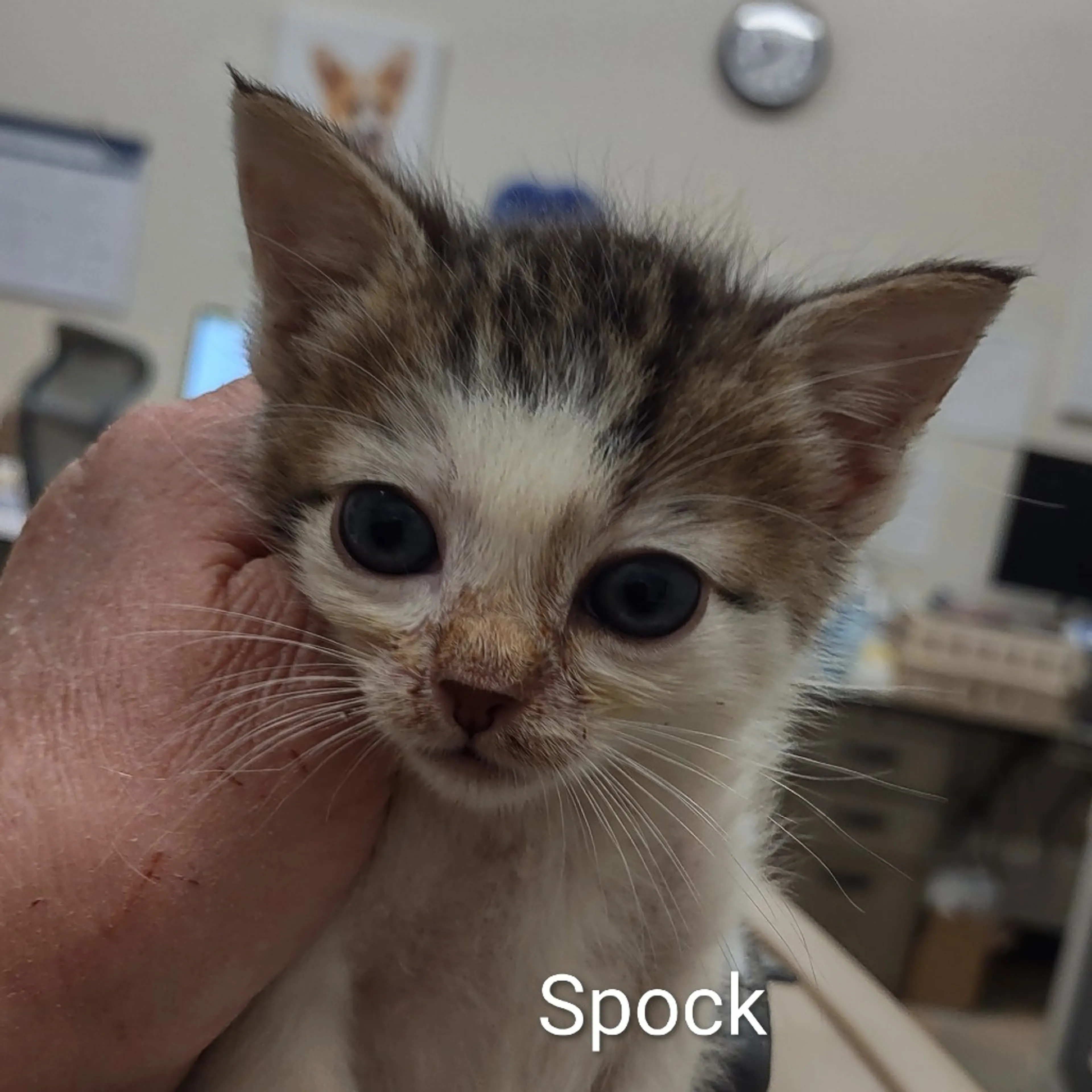 Found pet