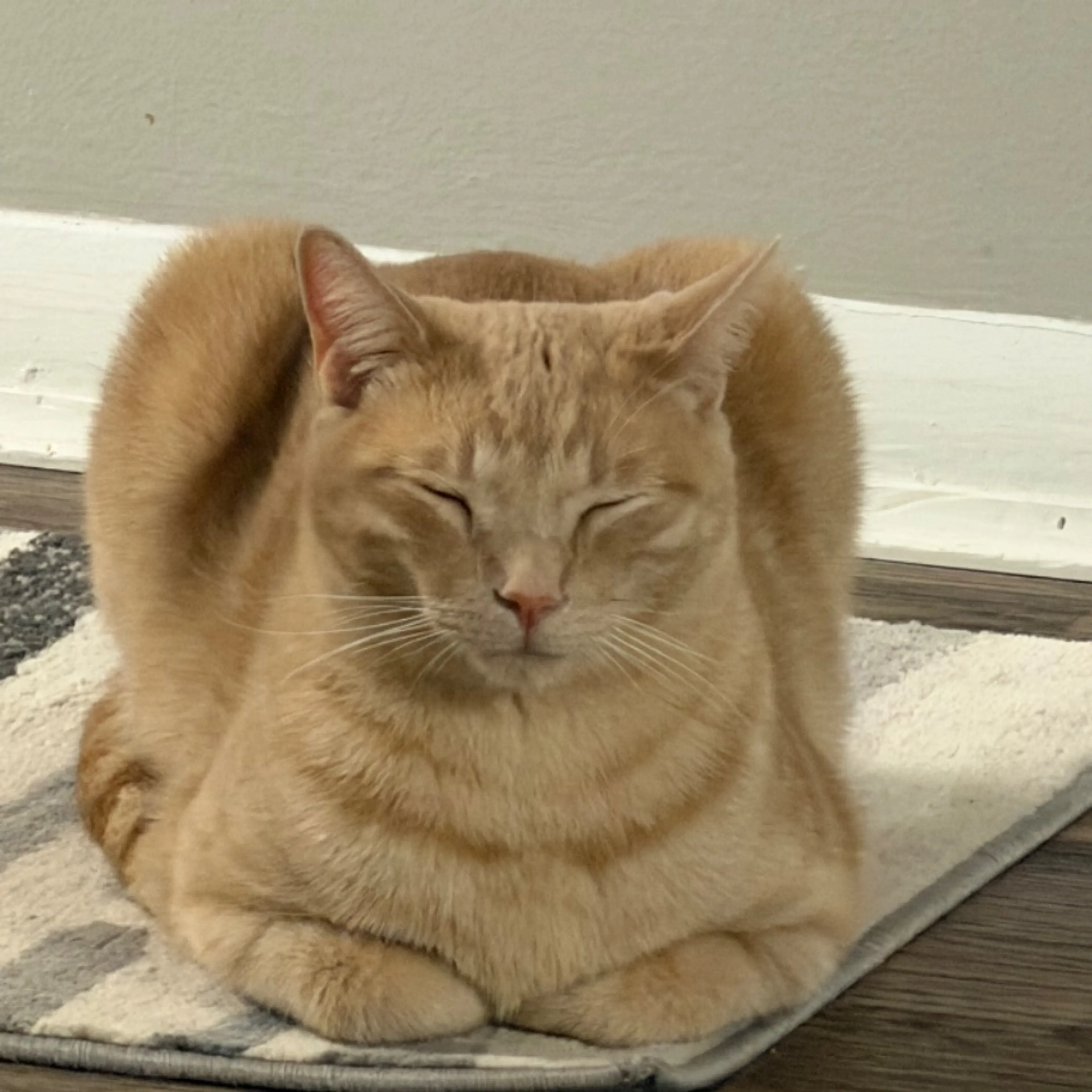 Lost pet