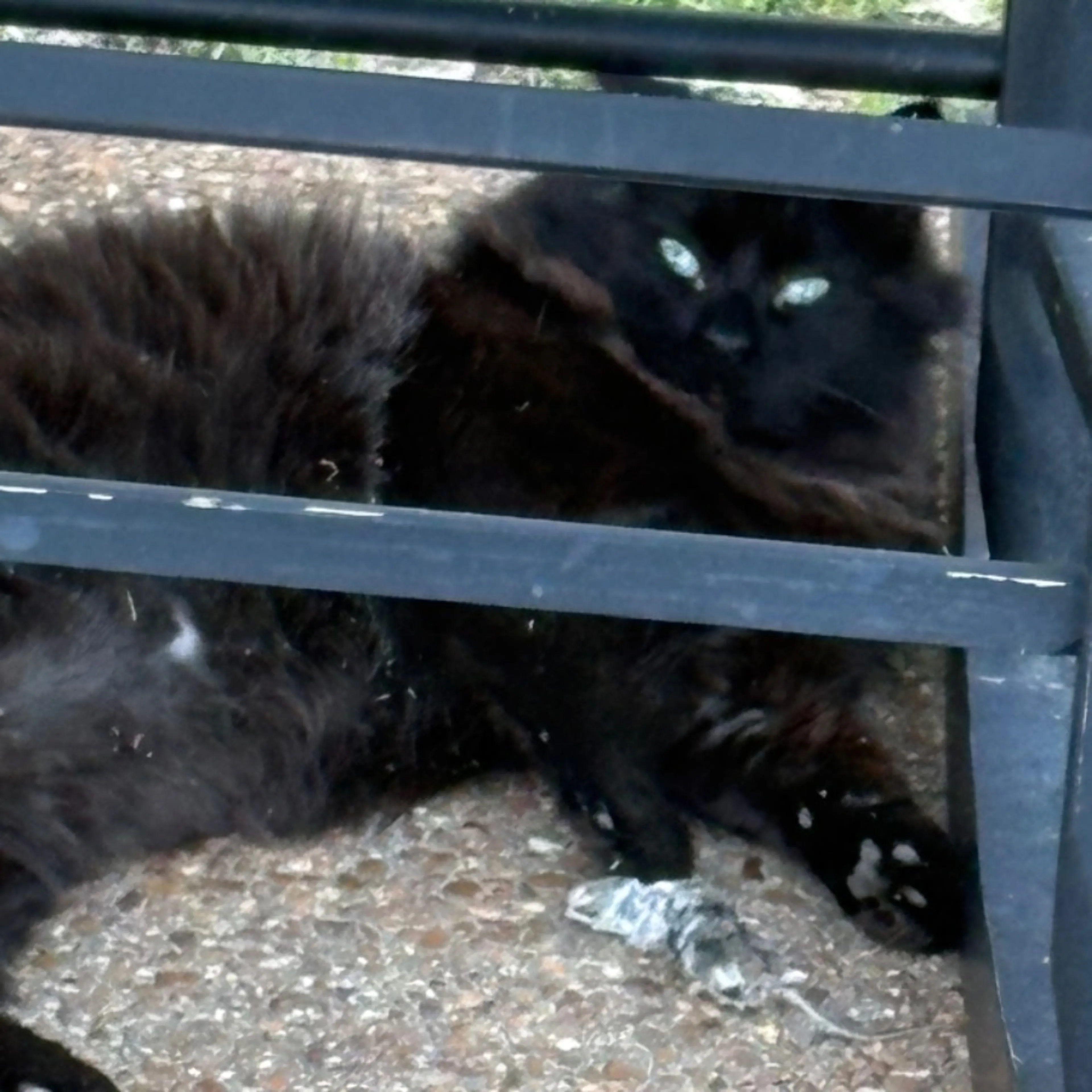 Lost pet
